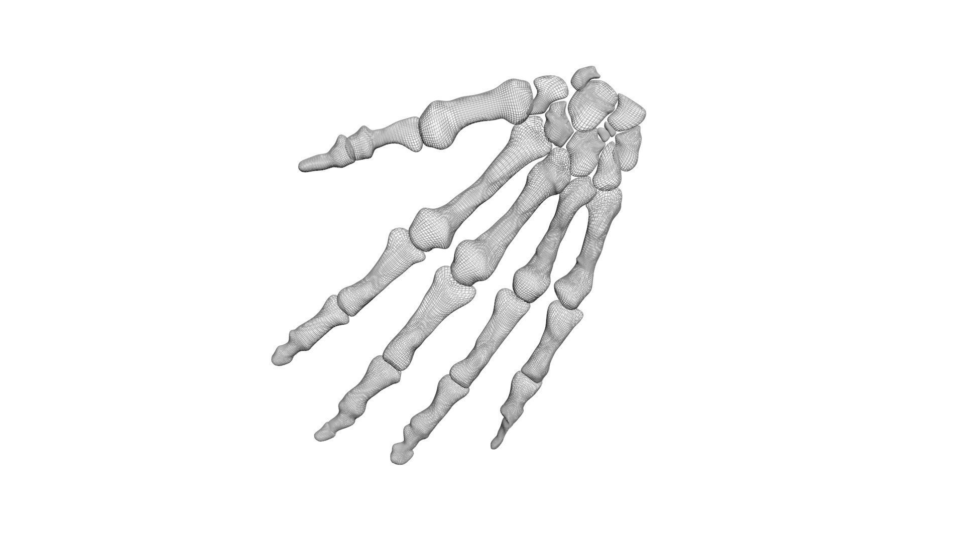 Hand Bones 3D model_10
