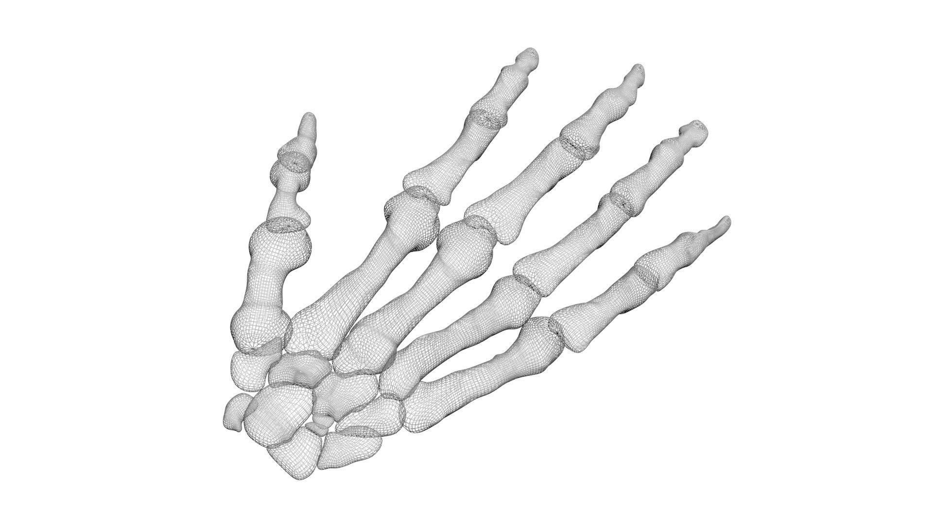 Hand Bones 3D model_8