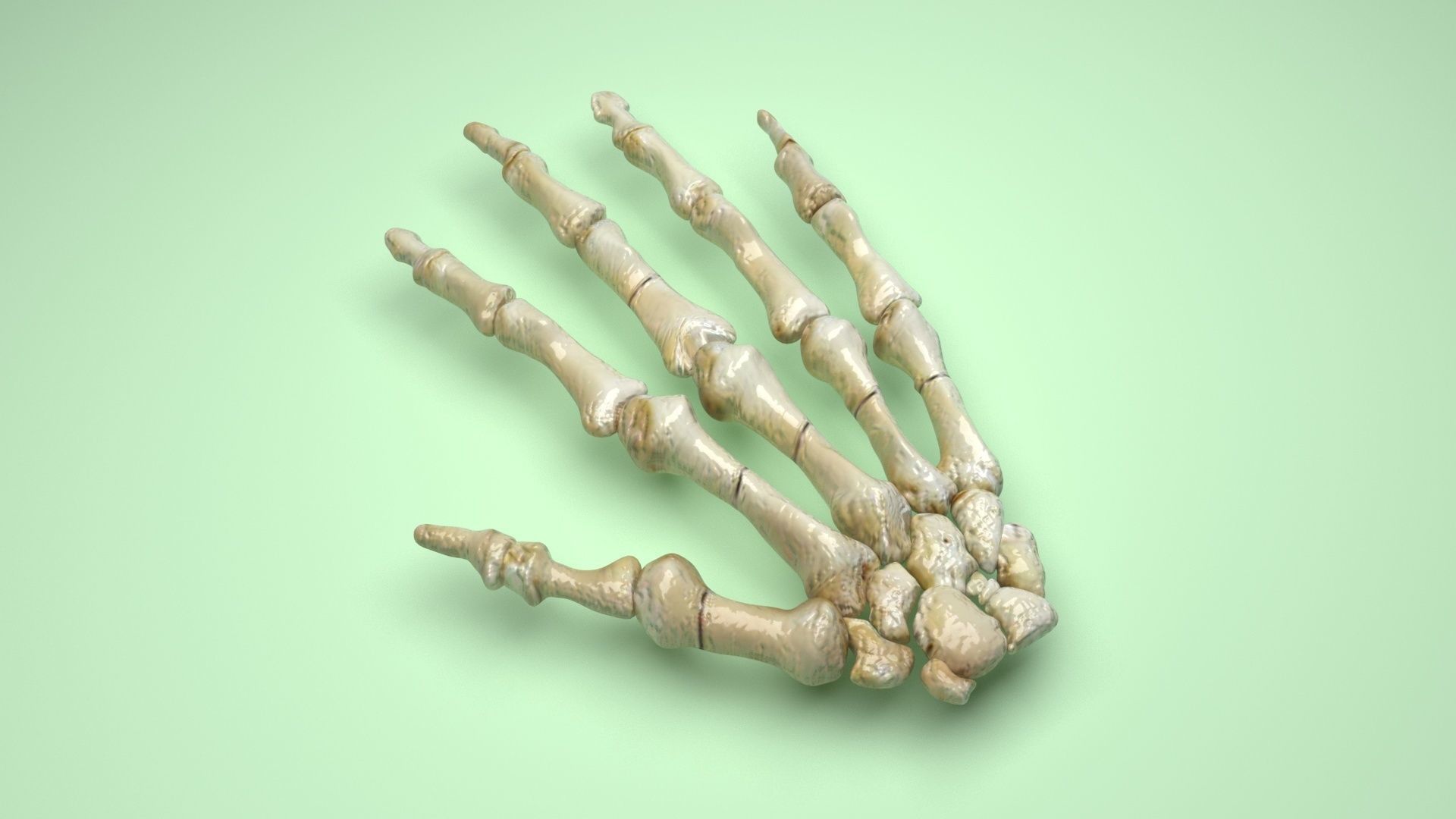 Hand Bones 3D model_14