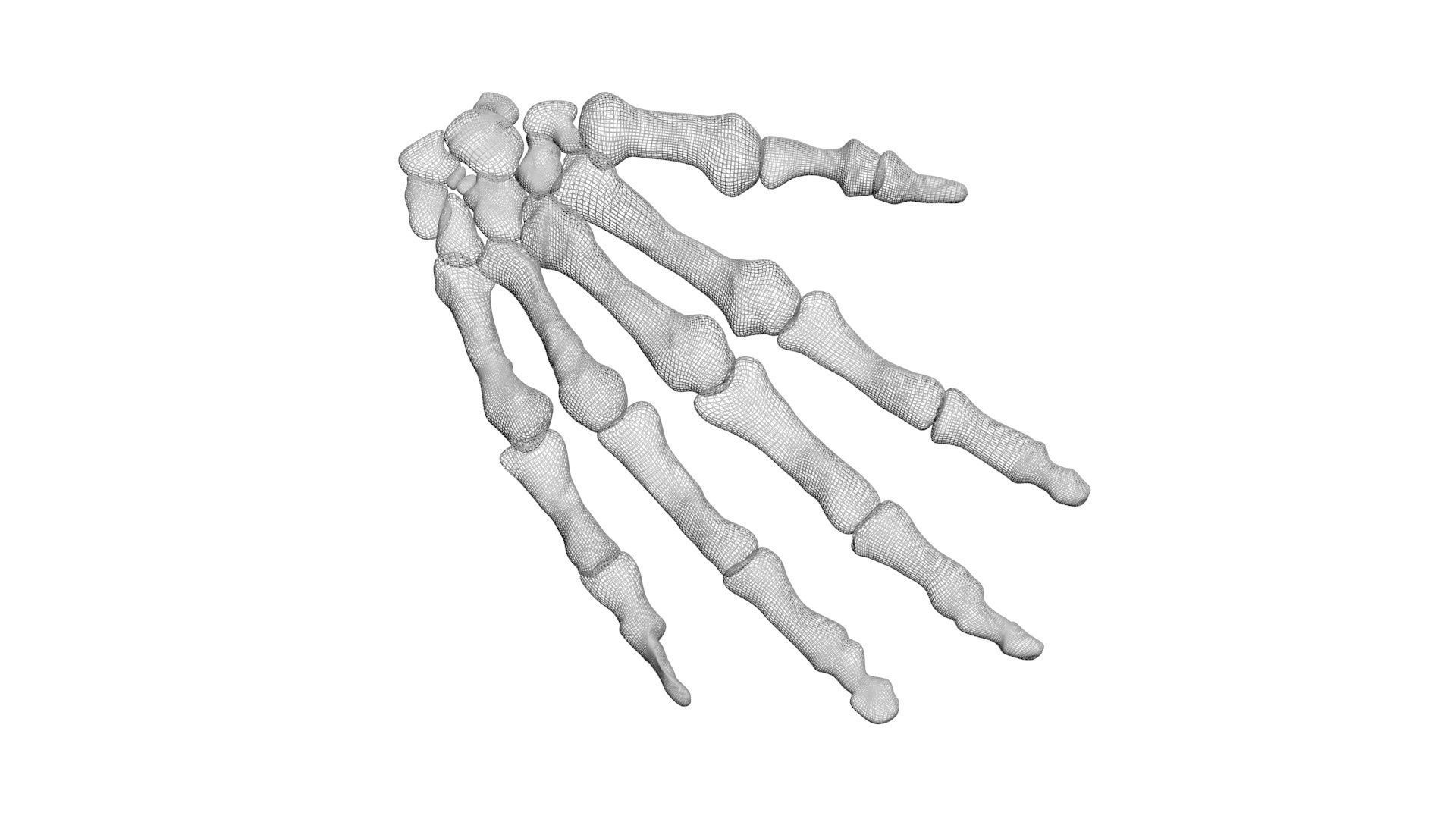 Hand Bones 3D model_9