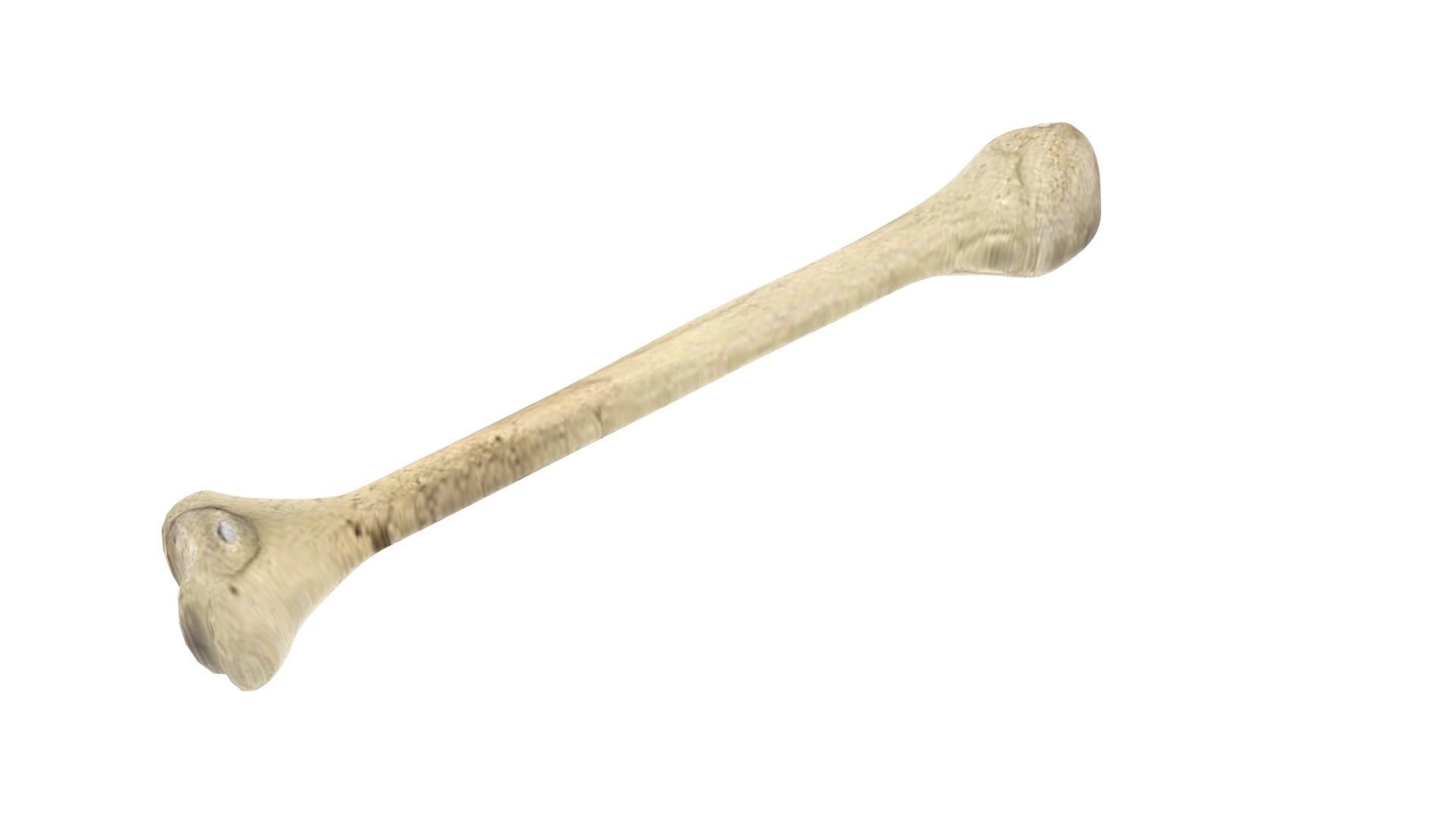 Human Bone 3D model_2