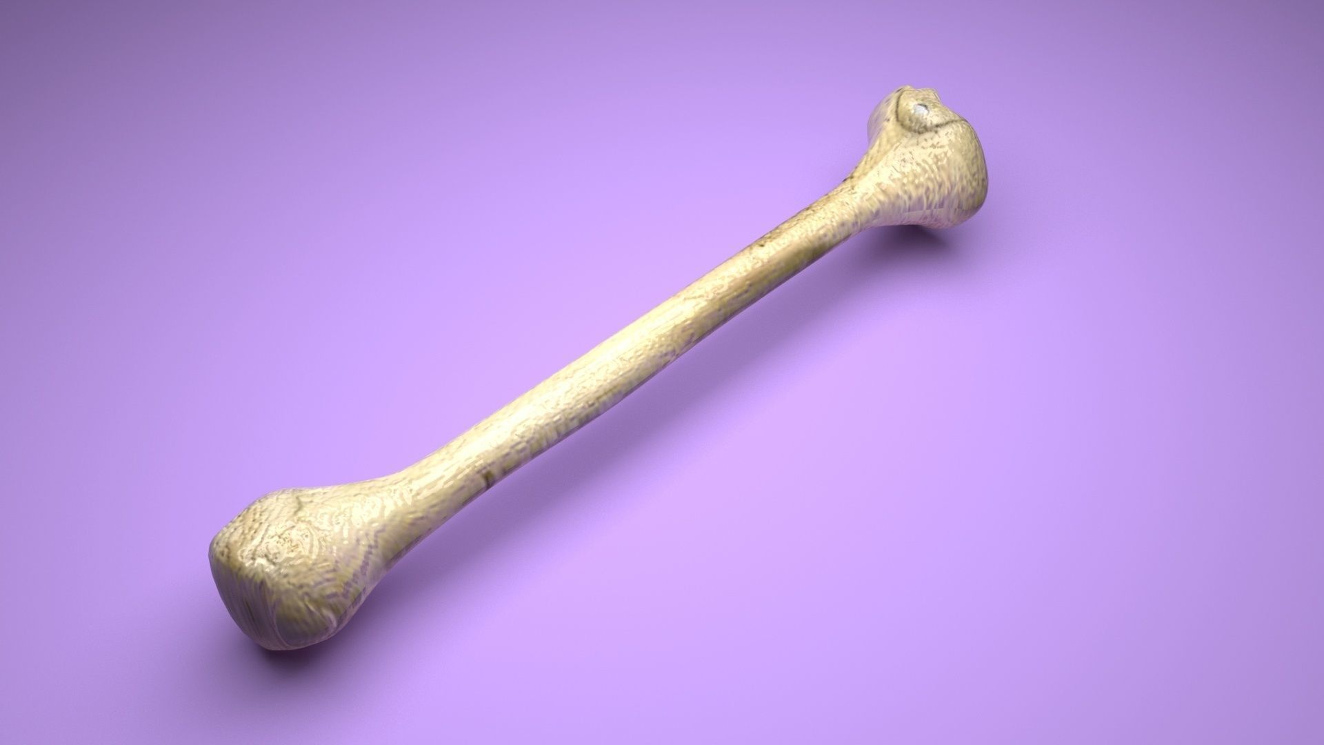 Human Bone 3D model_13
