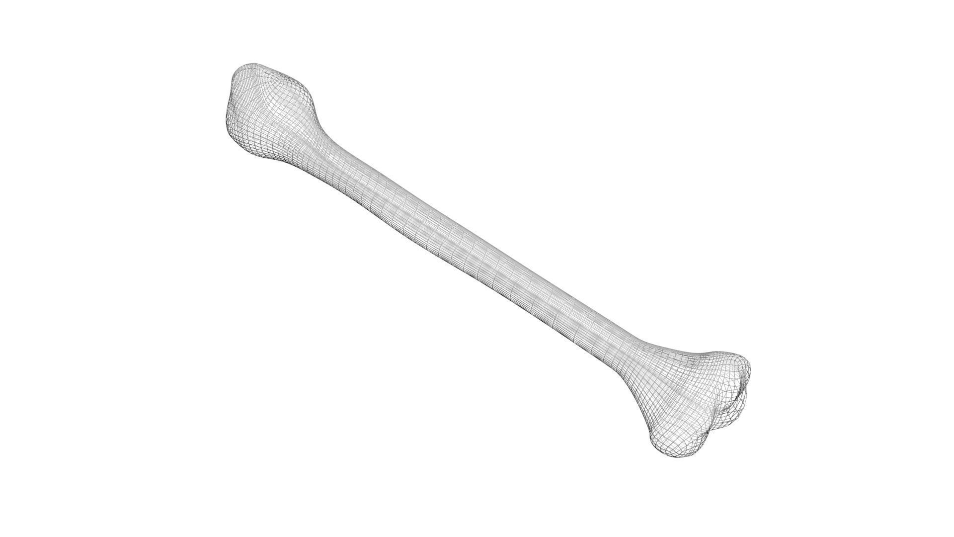 Human Bone 3D model_7