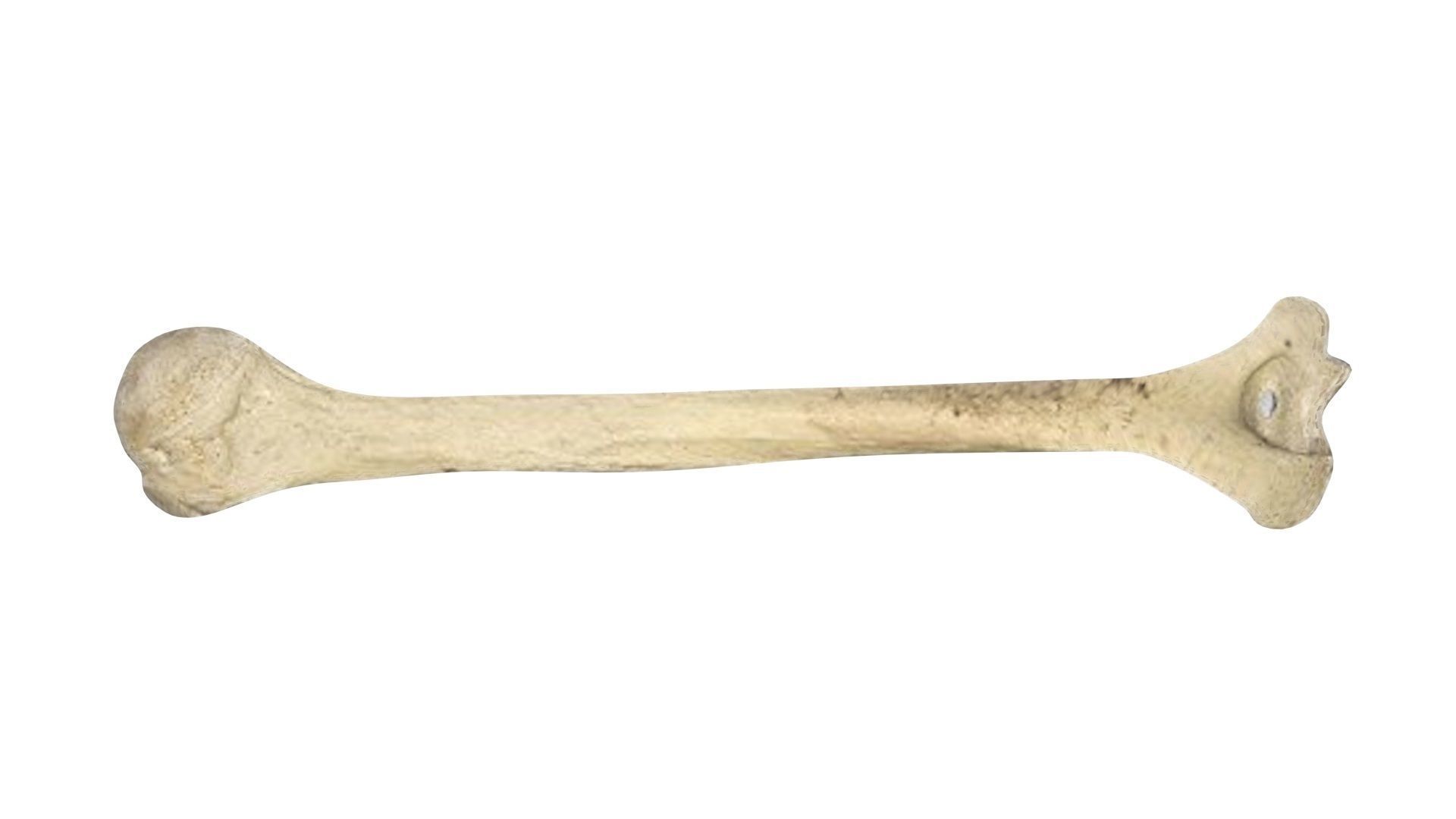 Human Bone 3D model_5
