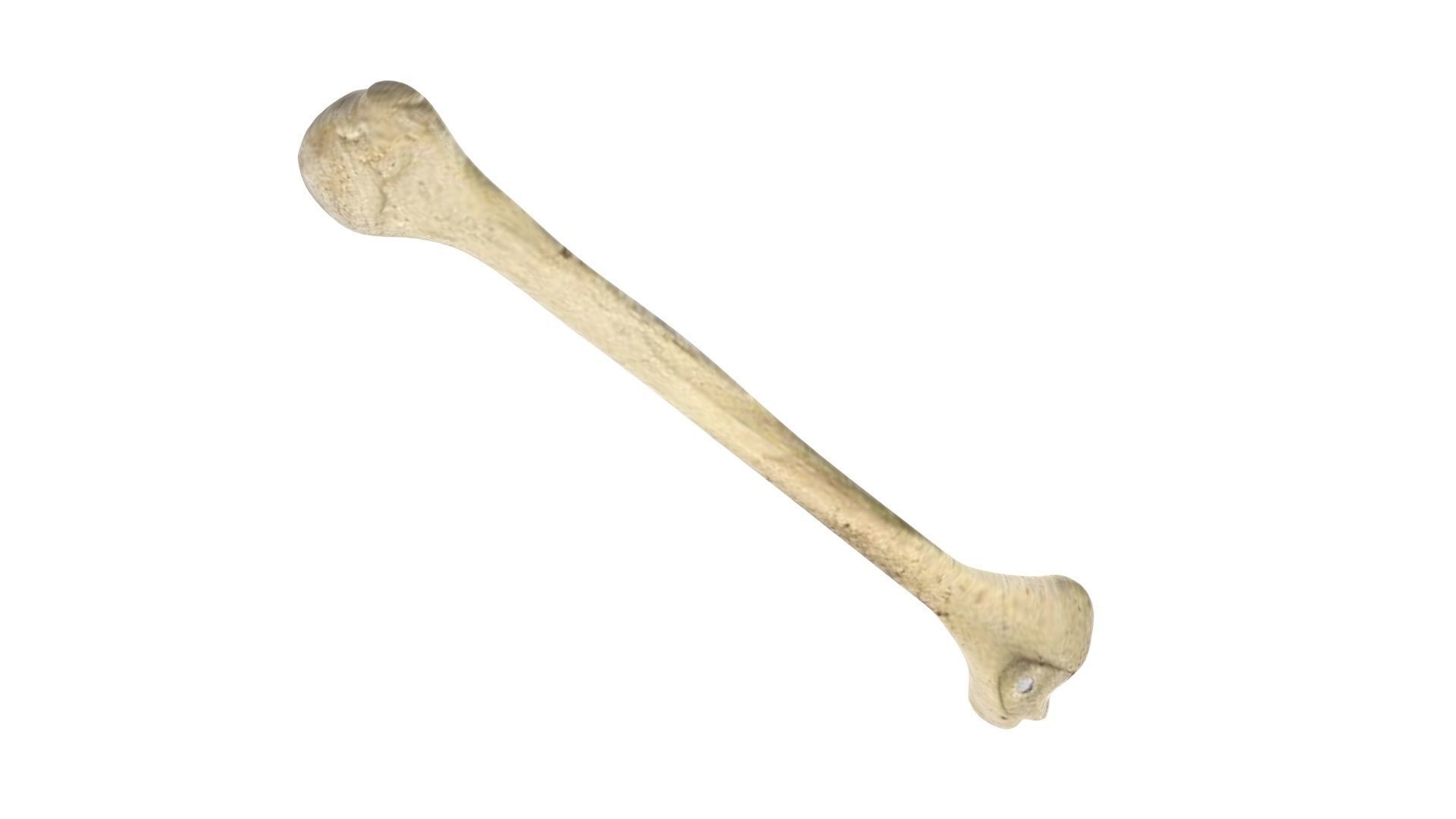 Human Bone 3D model_4