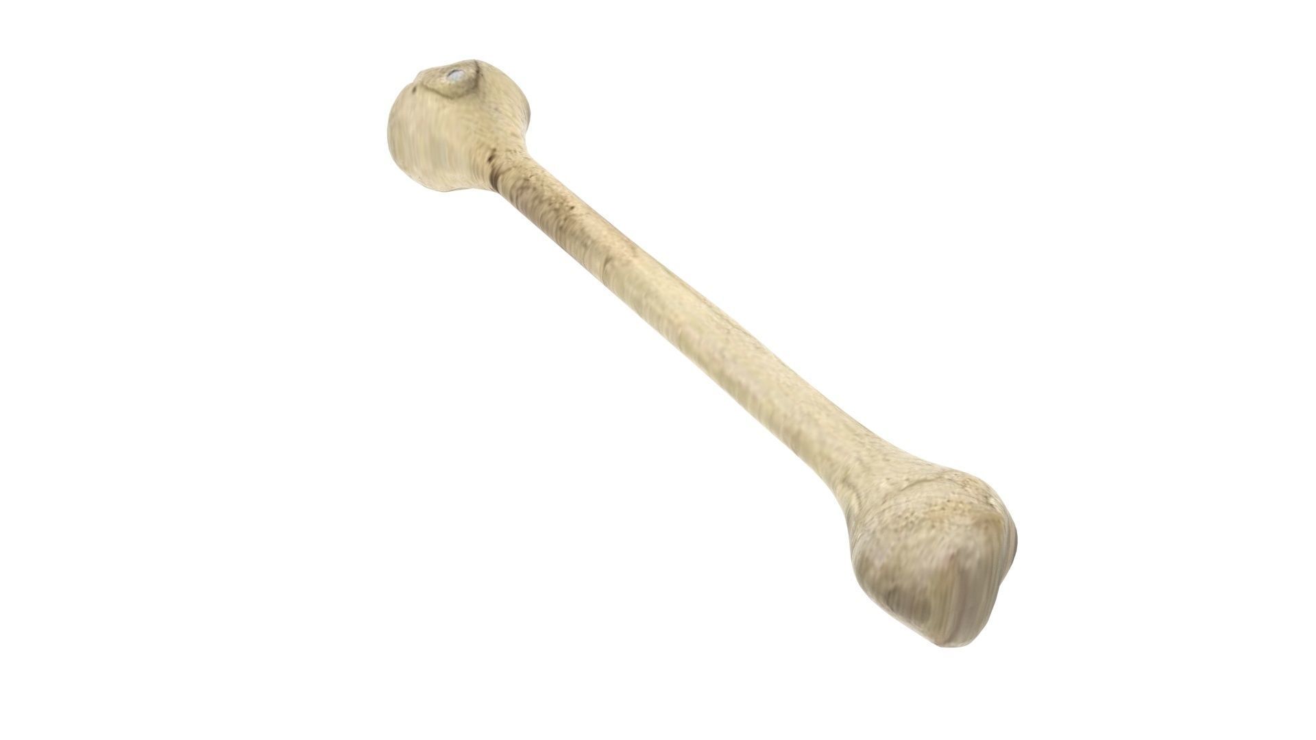 Human Bone 3D model_3