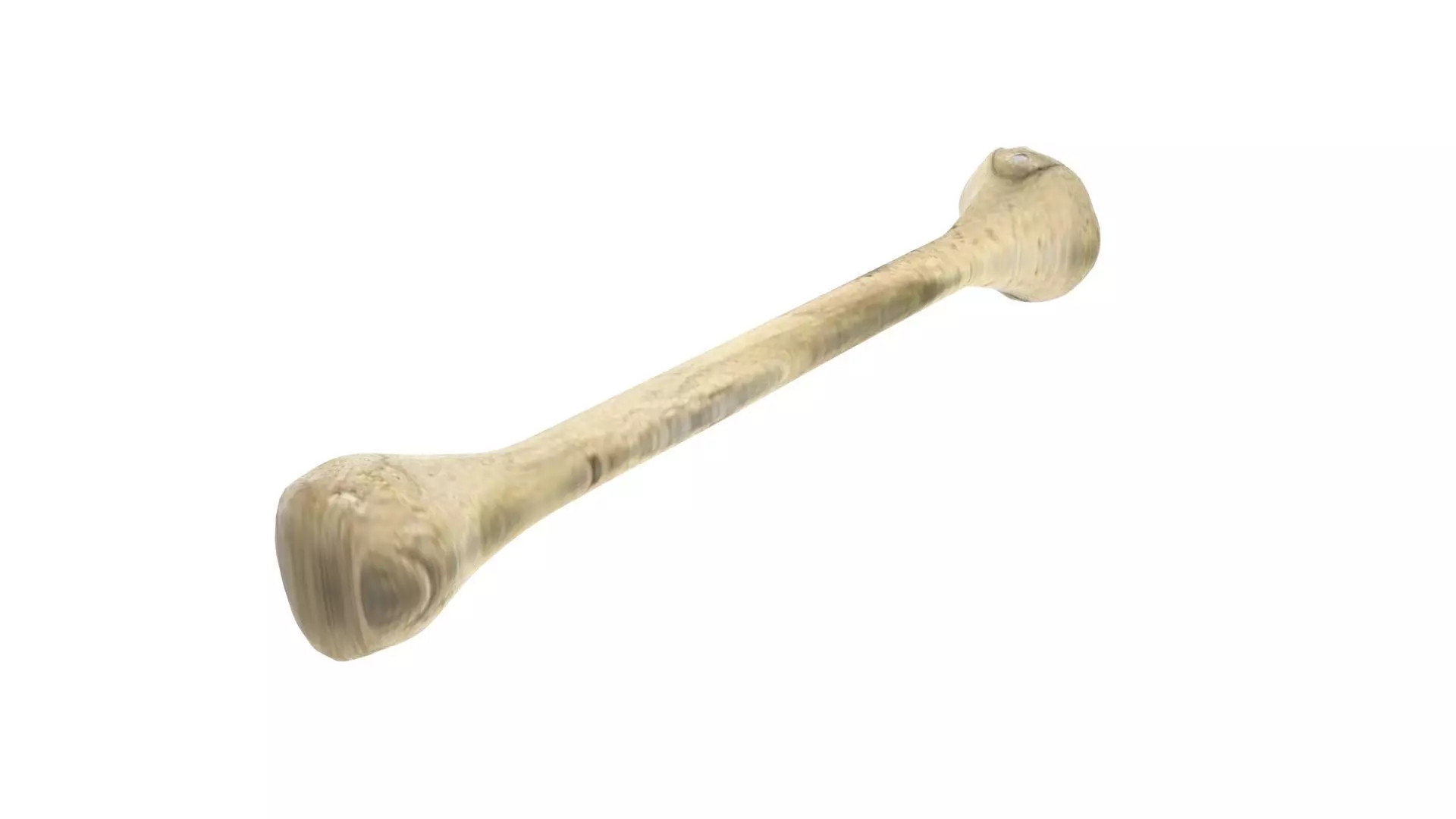 Human Bone 3D model_0