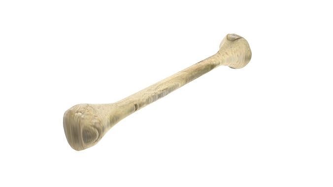 Human Bone 3D model