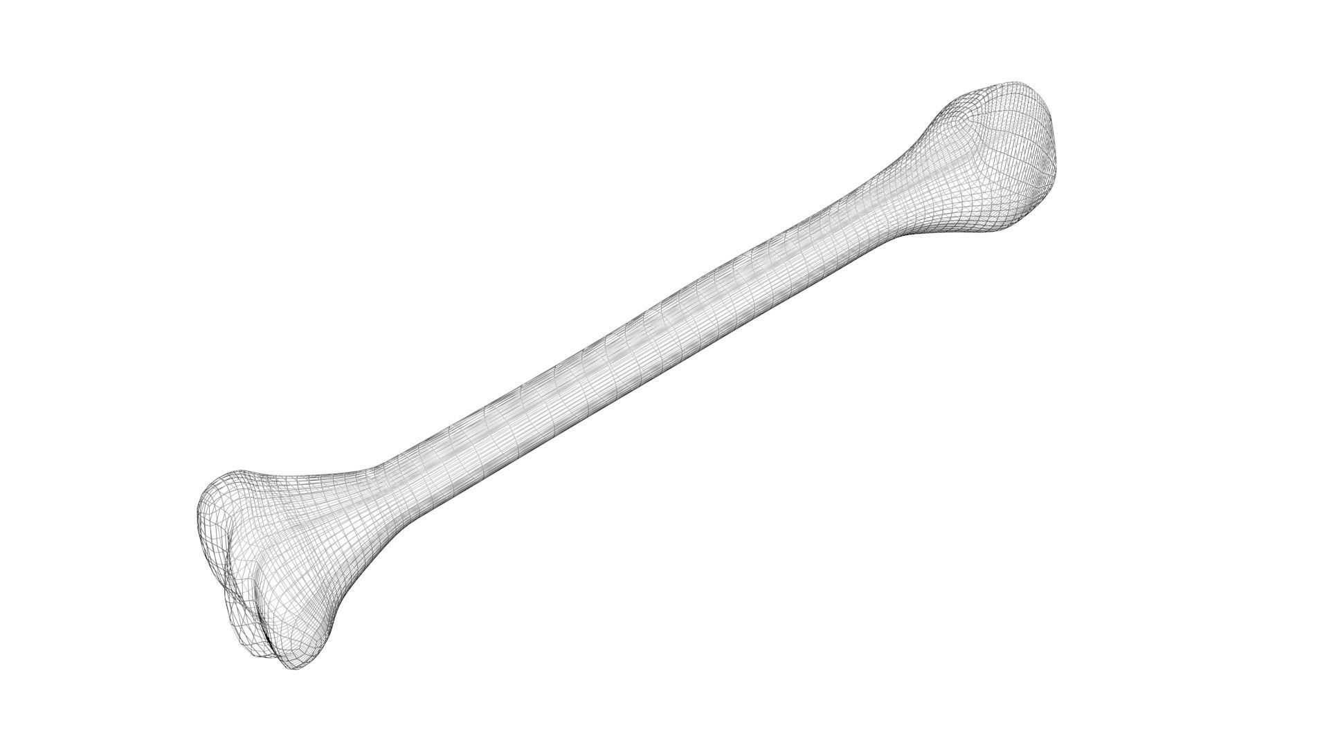 Human Bone 3D model_8