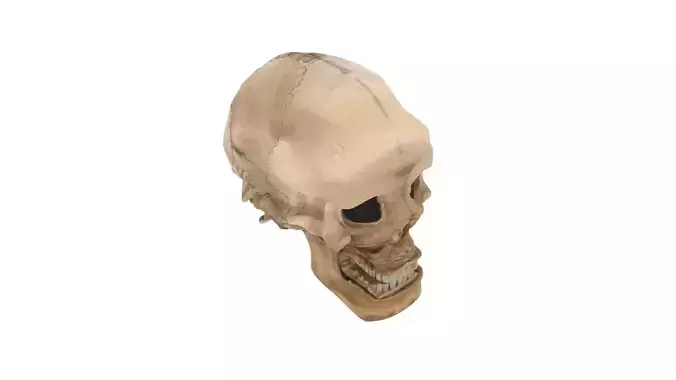 Human Skull