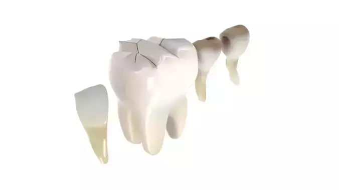 Human Teeths Set 3D model