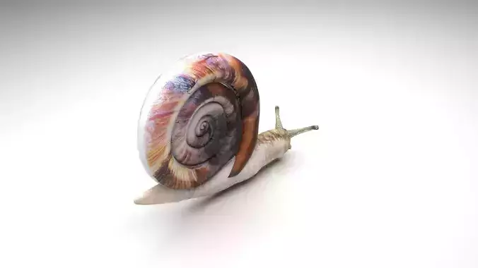 Snail 3D model