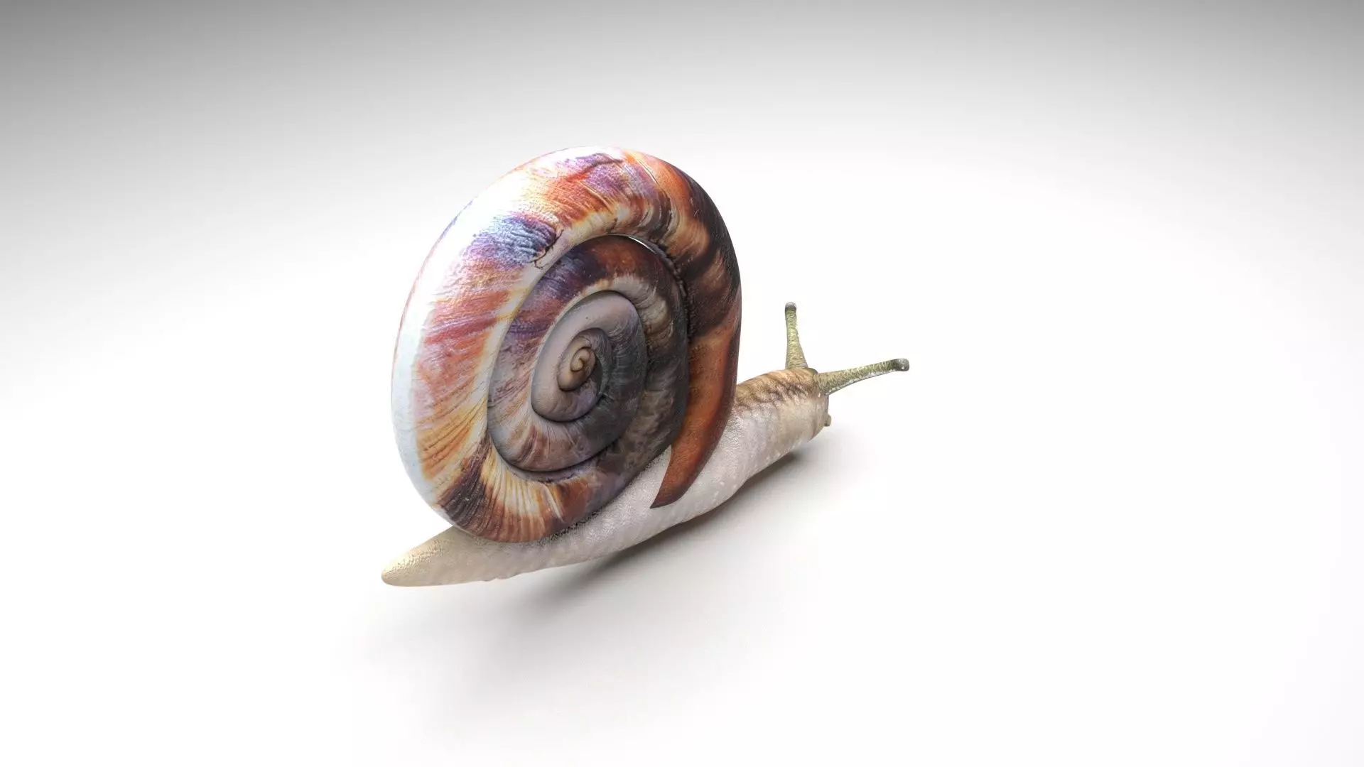 Snail 3D model_0