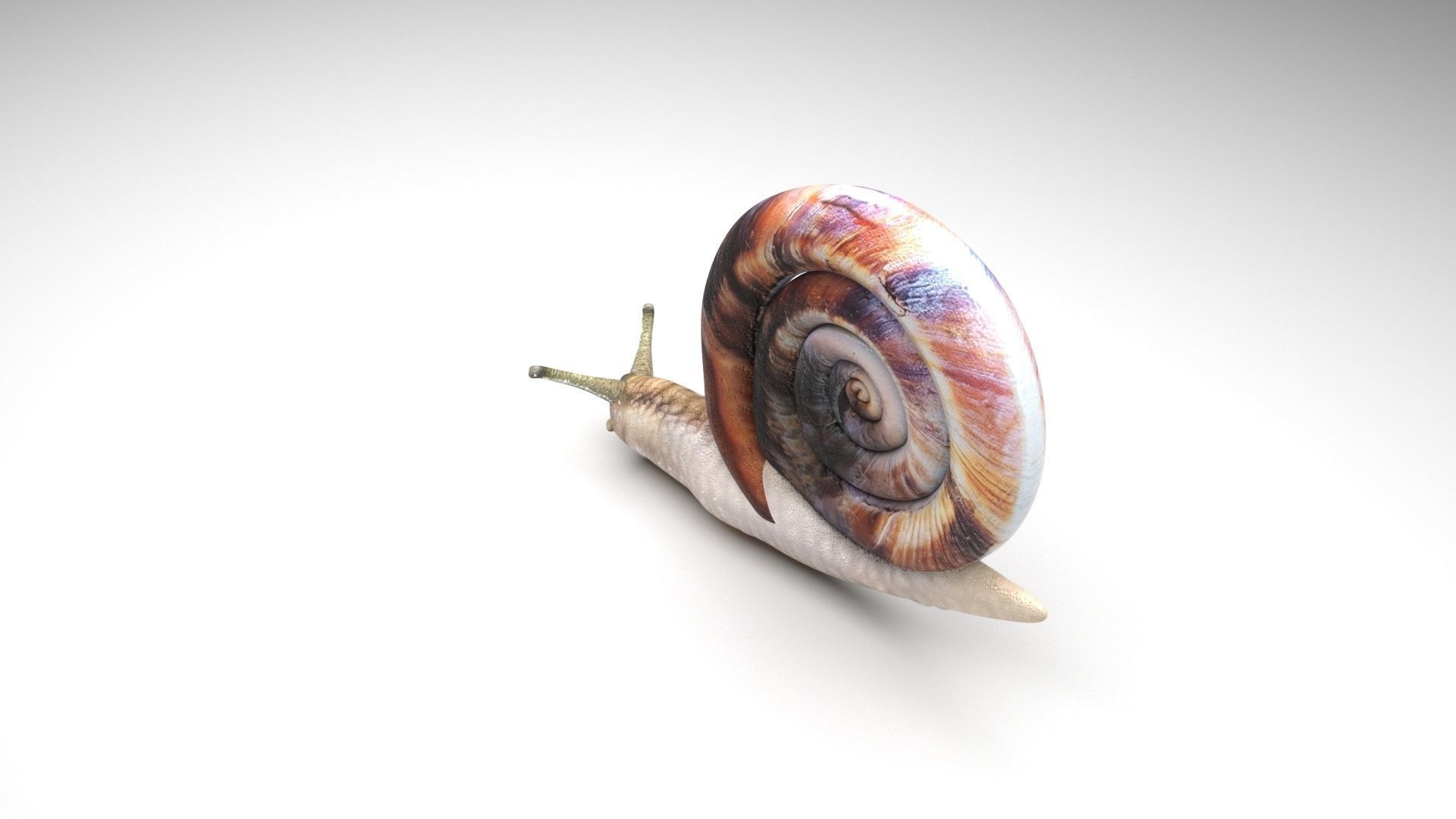 Snail 3D model_3