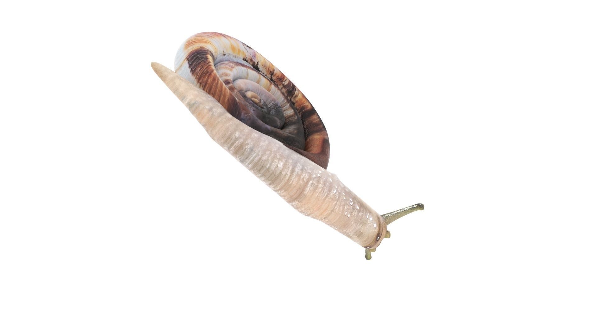 Snail 3D model_13