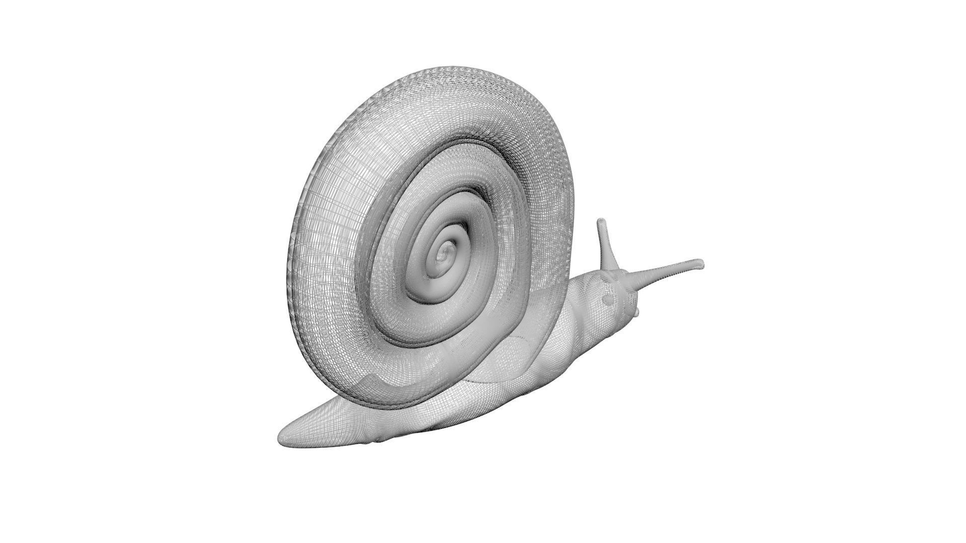 Snail 3D model_15