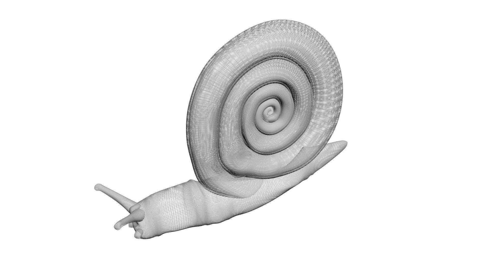 Snail 3D model_17