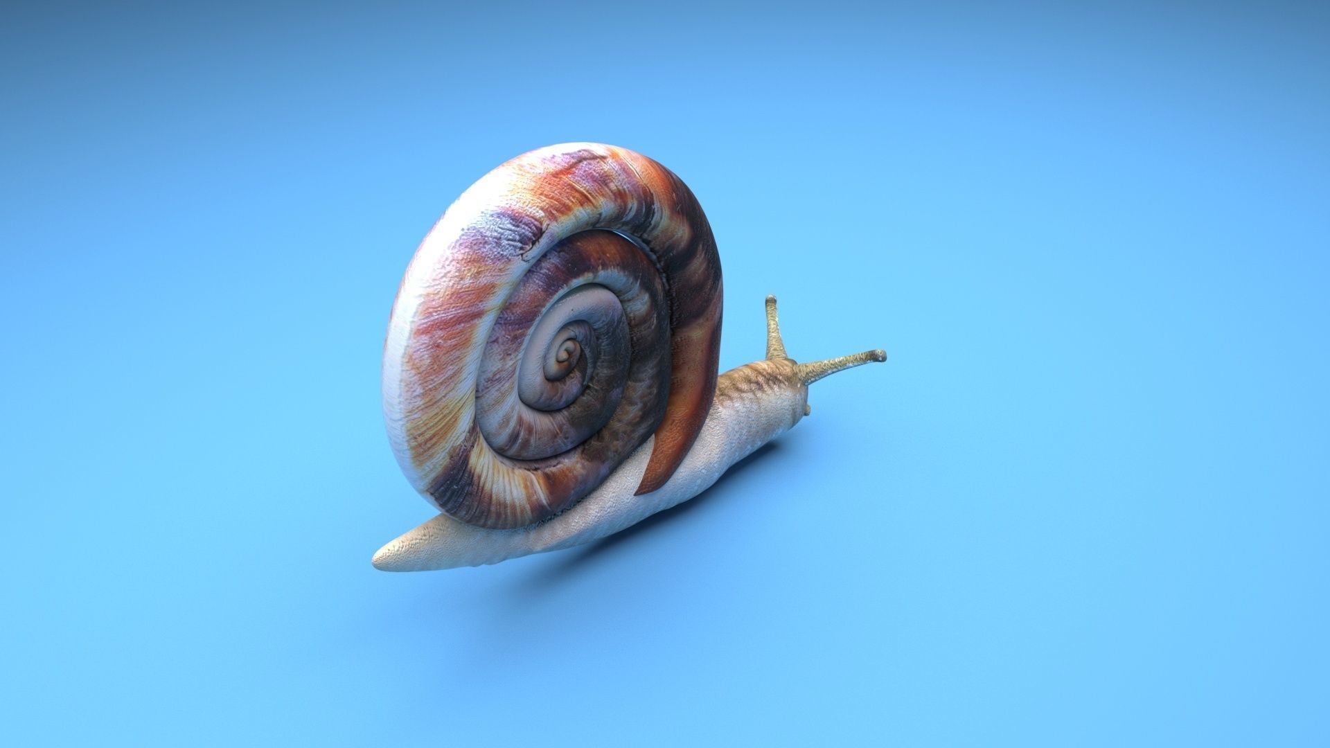Snail 3D model_7
