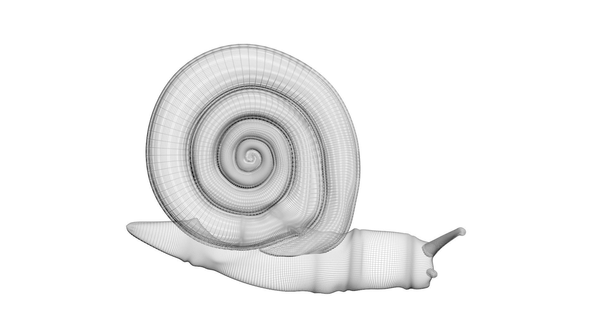 Snail 3D model_19