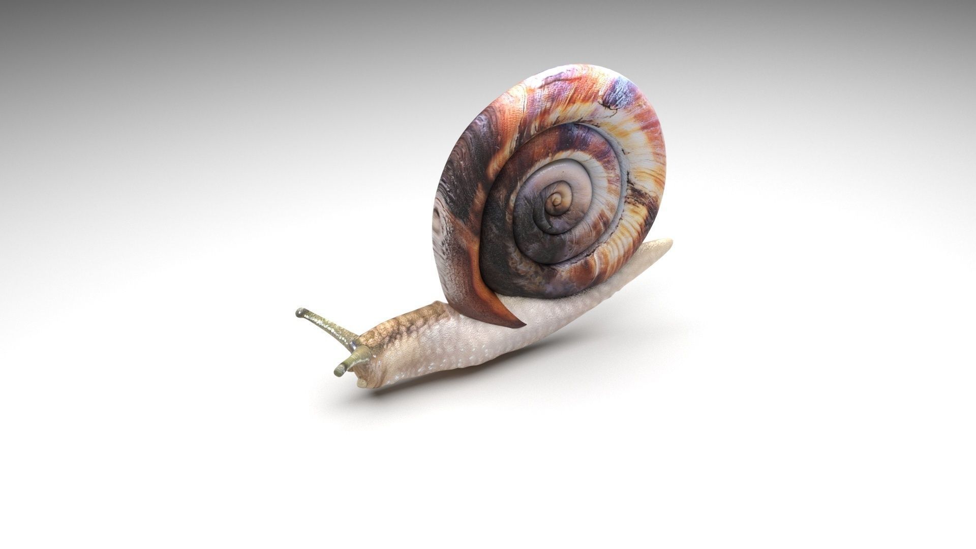 Snail 3D model_2
