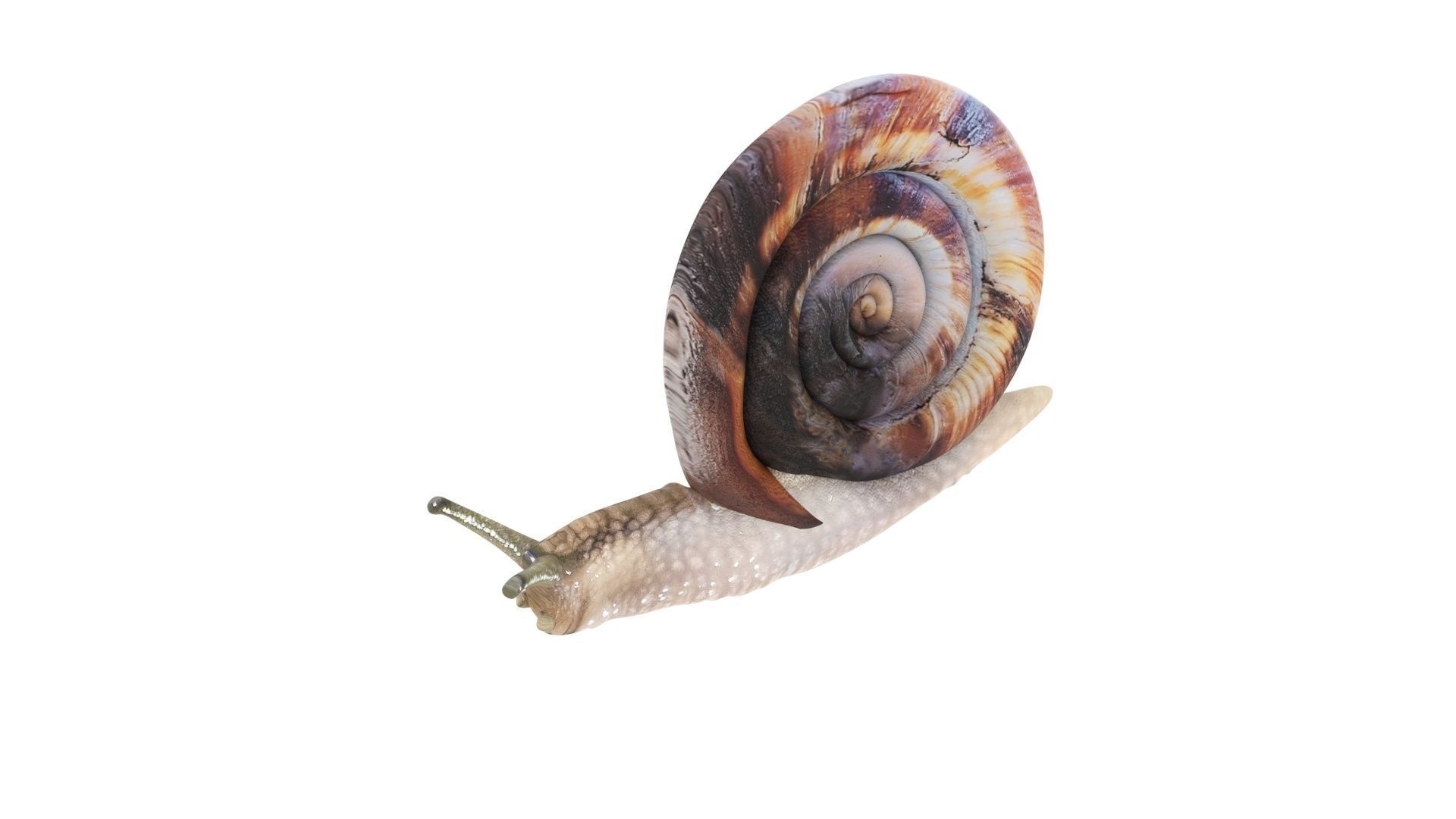Snail 3D model_11