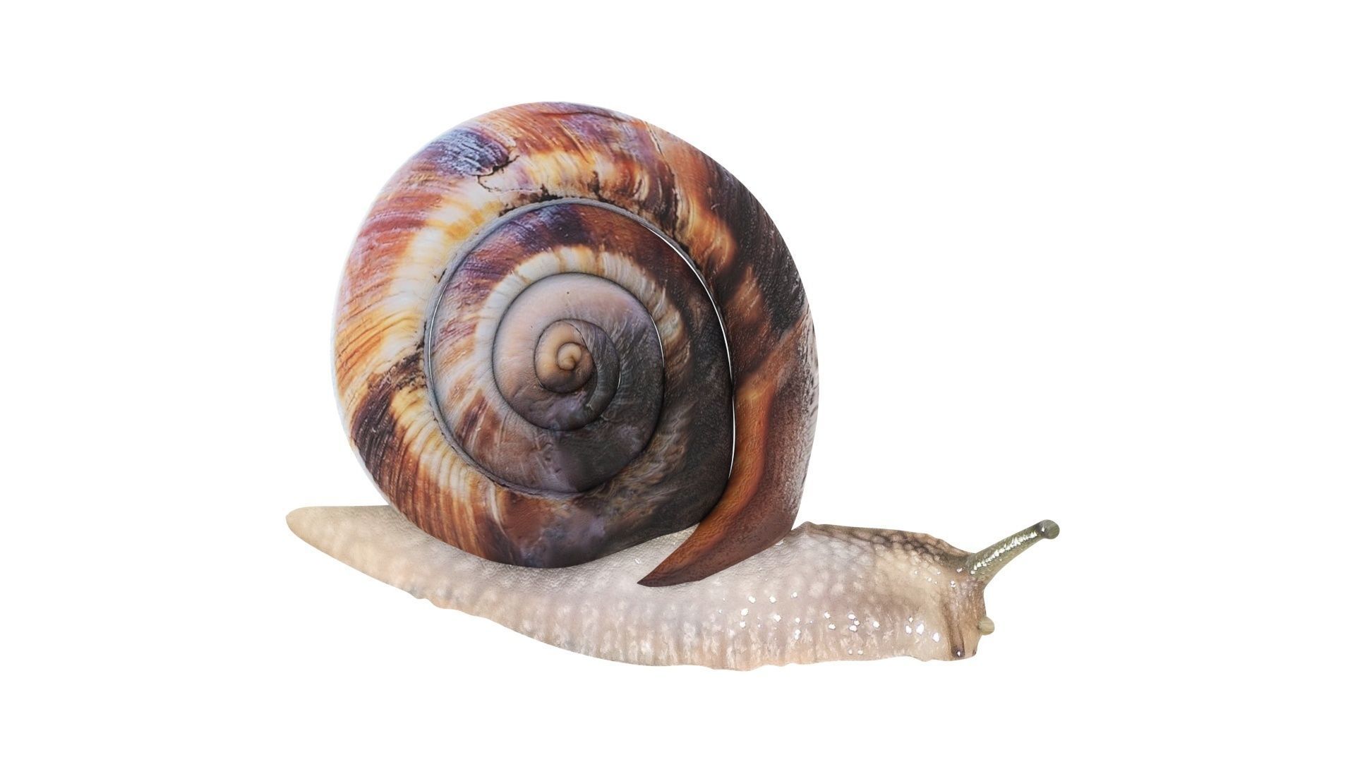 Snail 3D model_14