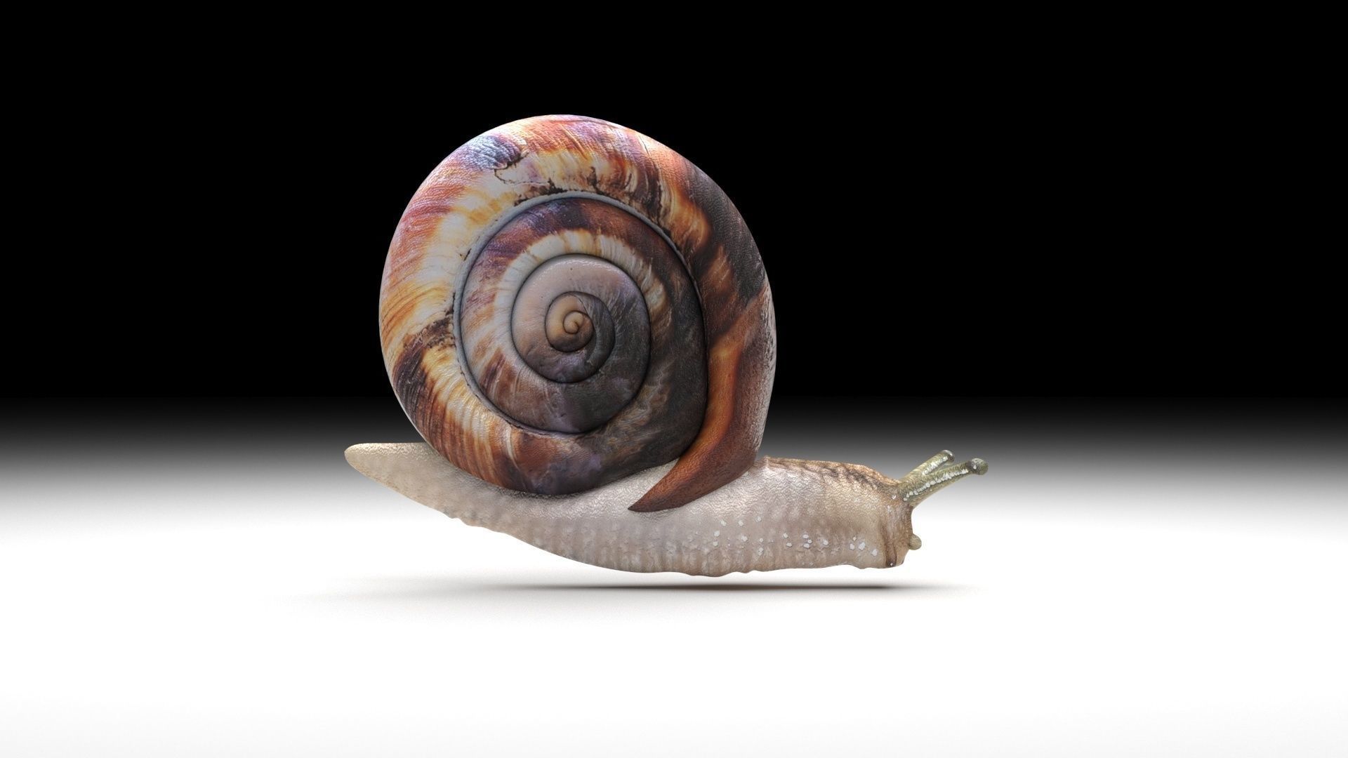 Snail 3D model_6