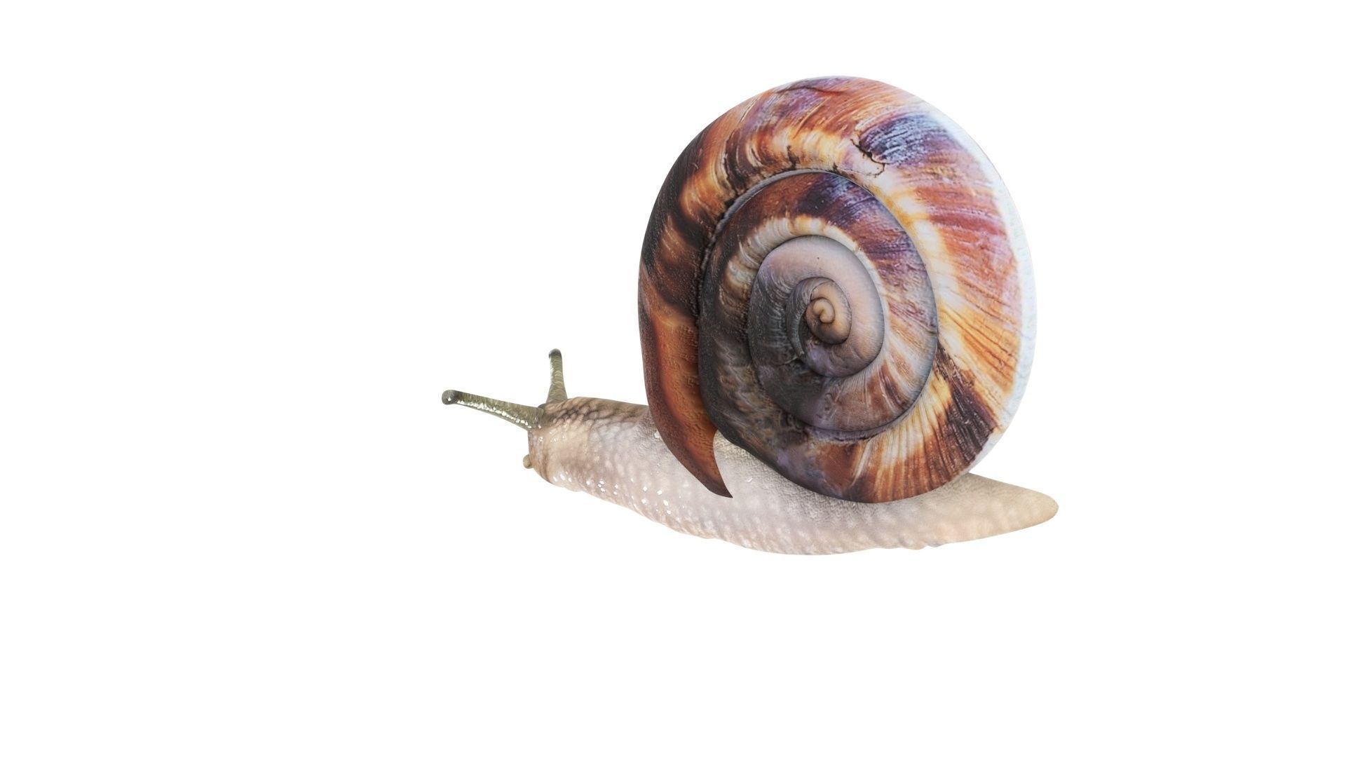 Snail 3D model_12