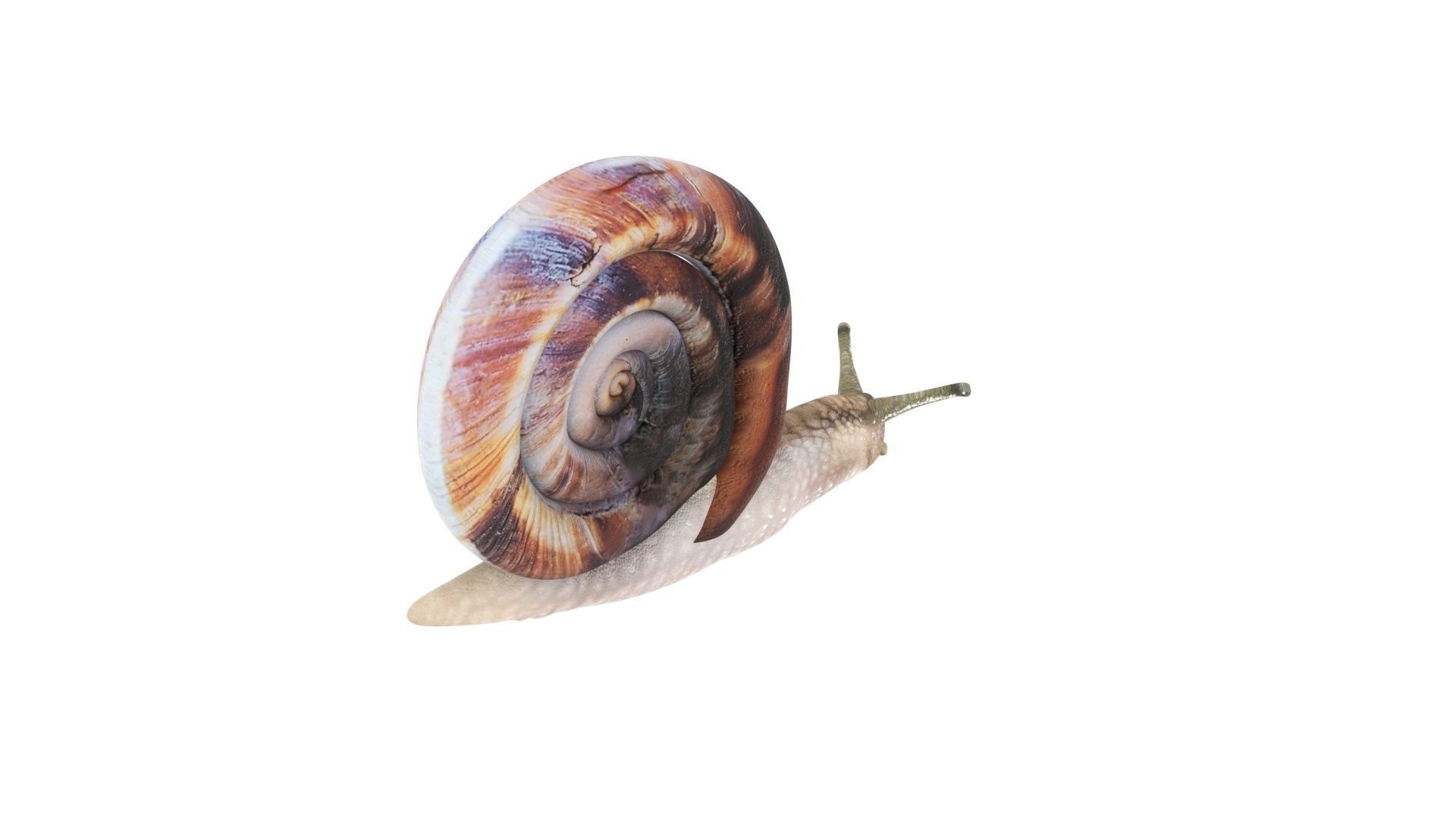 Snail 3D model_9