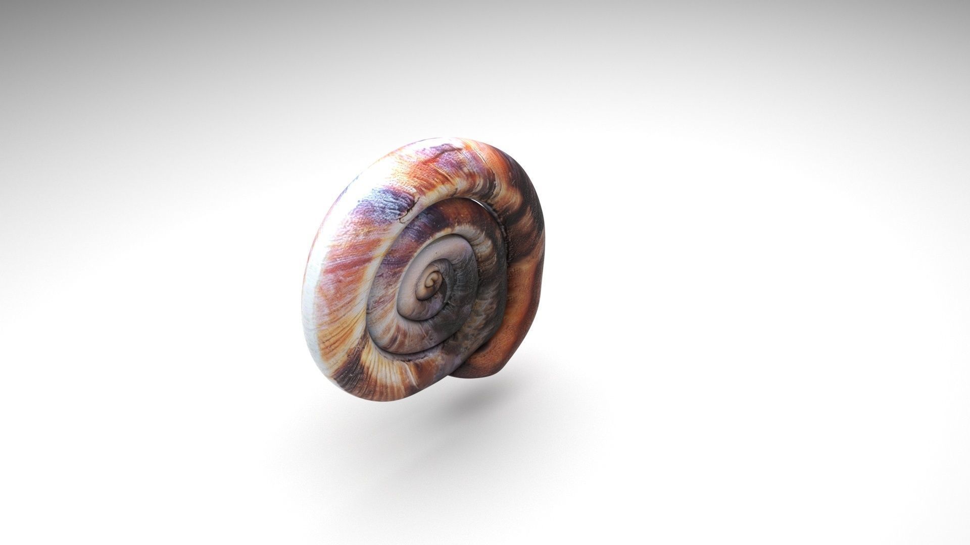 Snail 3D model_4
