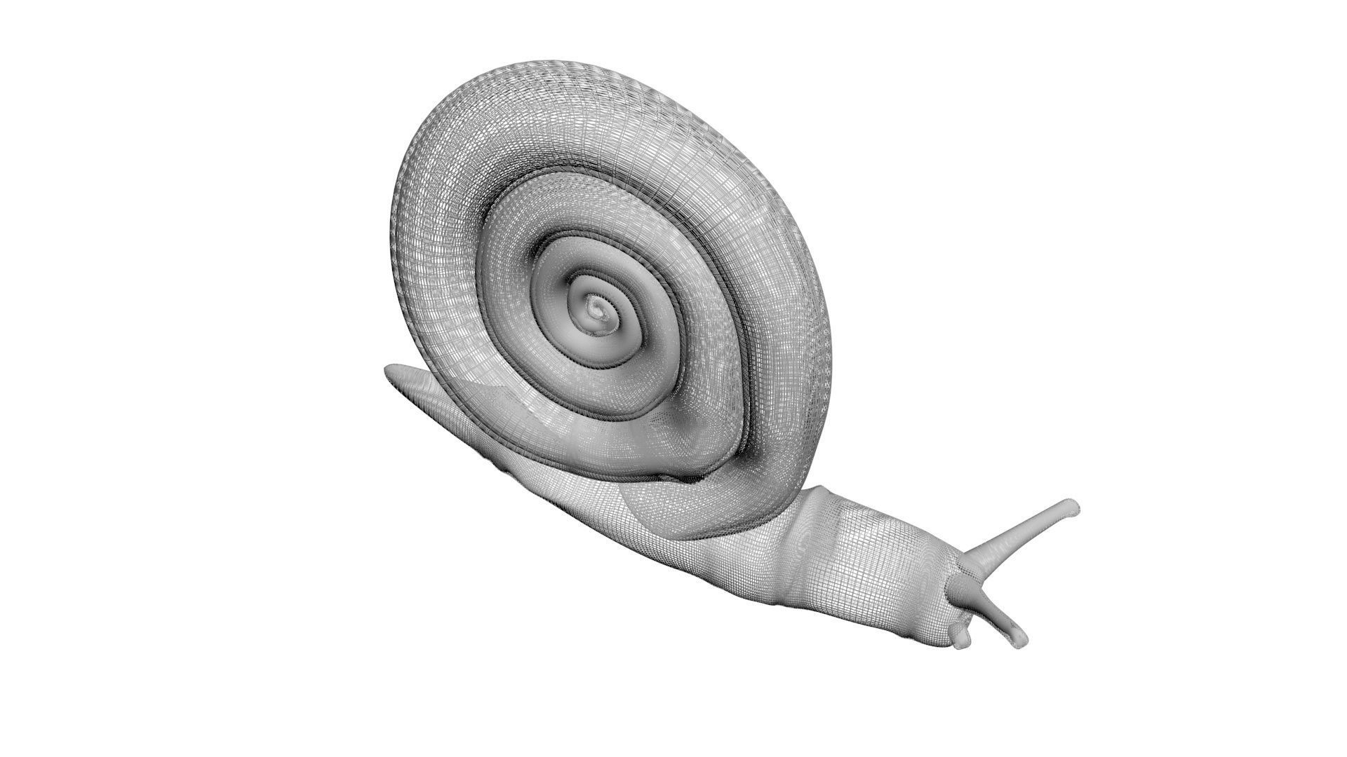 Snail 3D model_16