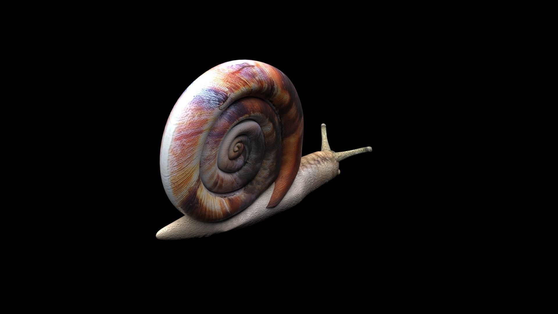 Snail 3D model_8