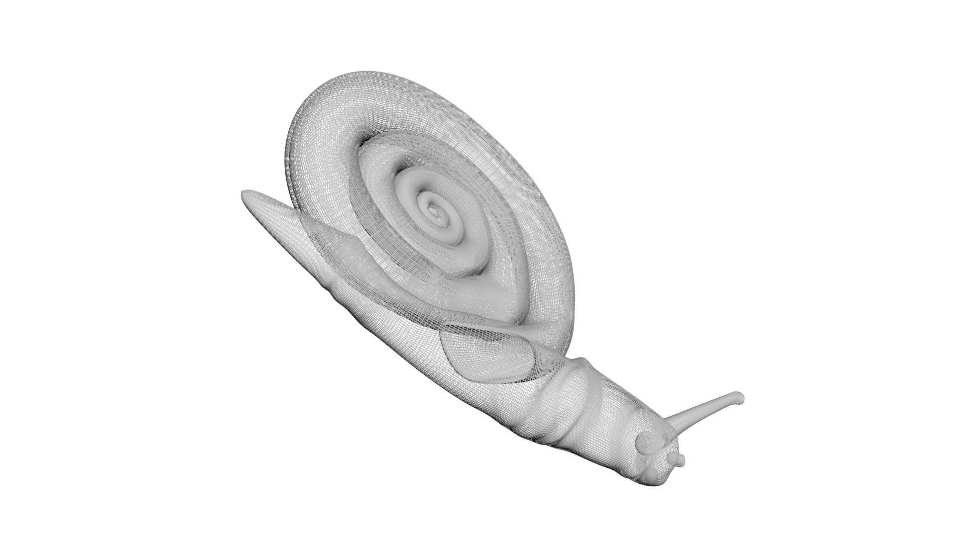 Snail 3D model_18