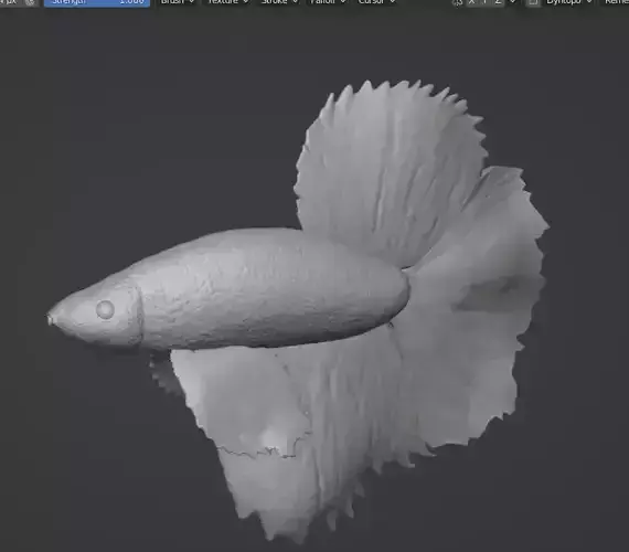 Betta Fish Animal 3D print model