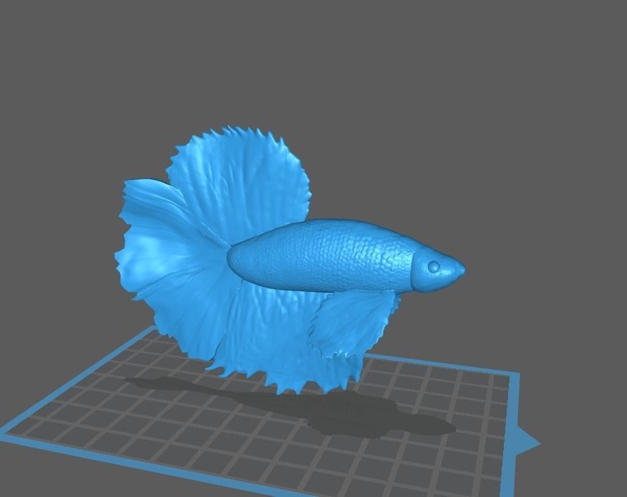 Betta Fish Angelfish 3D print model_4