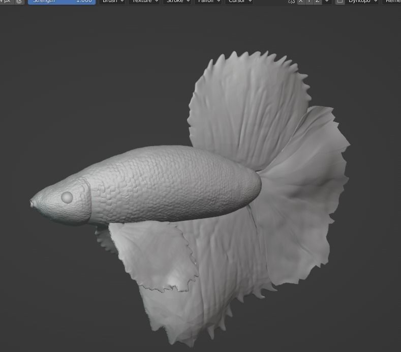 Betta Fish Angelfish 3D print model_1