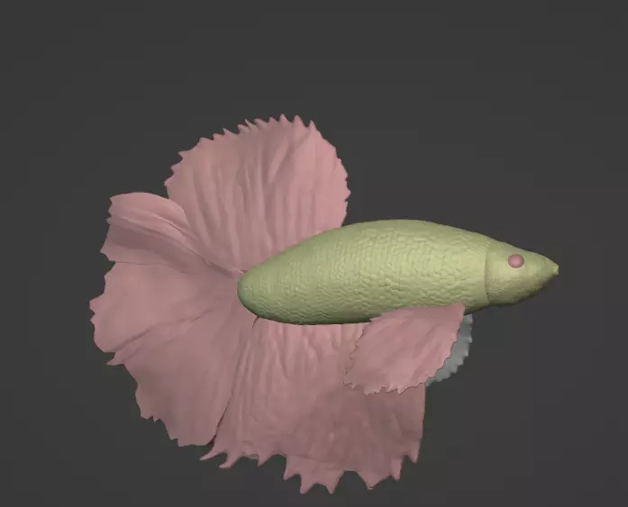 Betta Fish Angelfish 3D print model_0