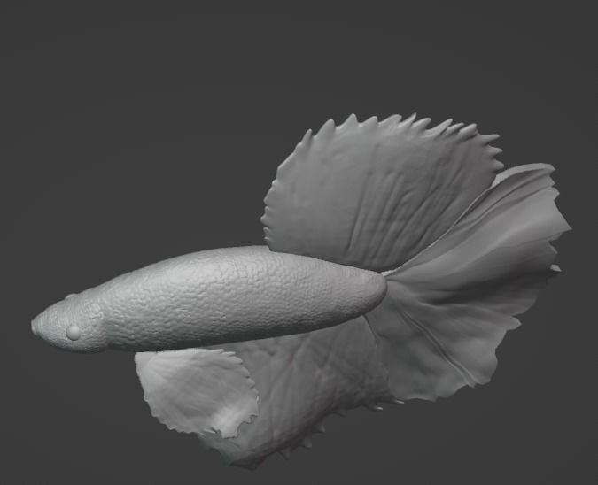 Betta Fish Angelfish 3D print model_2