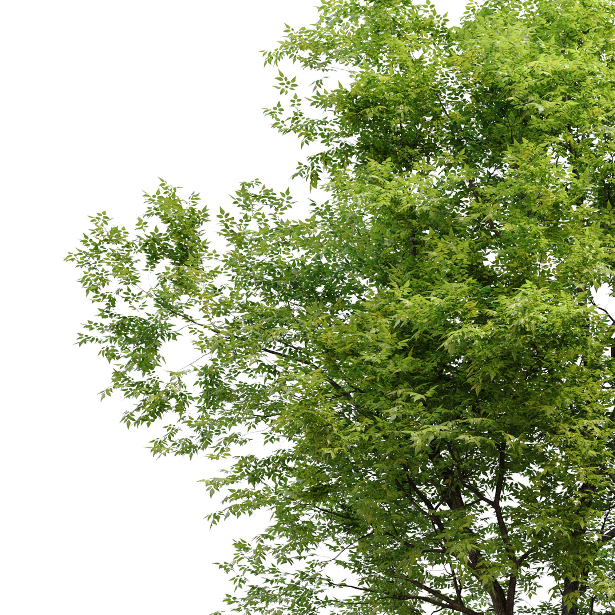 Fraxinus americana 4 3D model_3