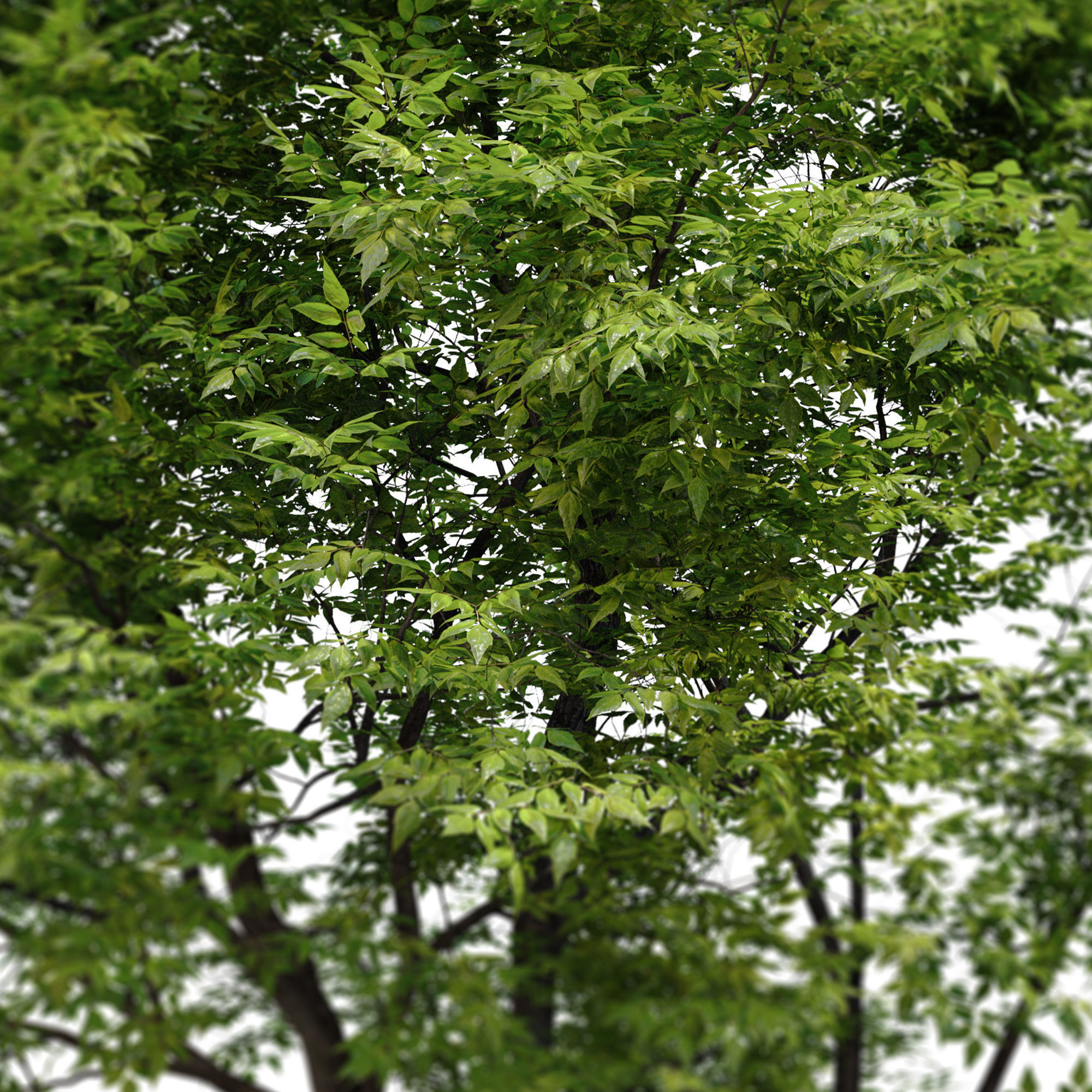 Fraxinus americana 4 3D model_4