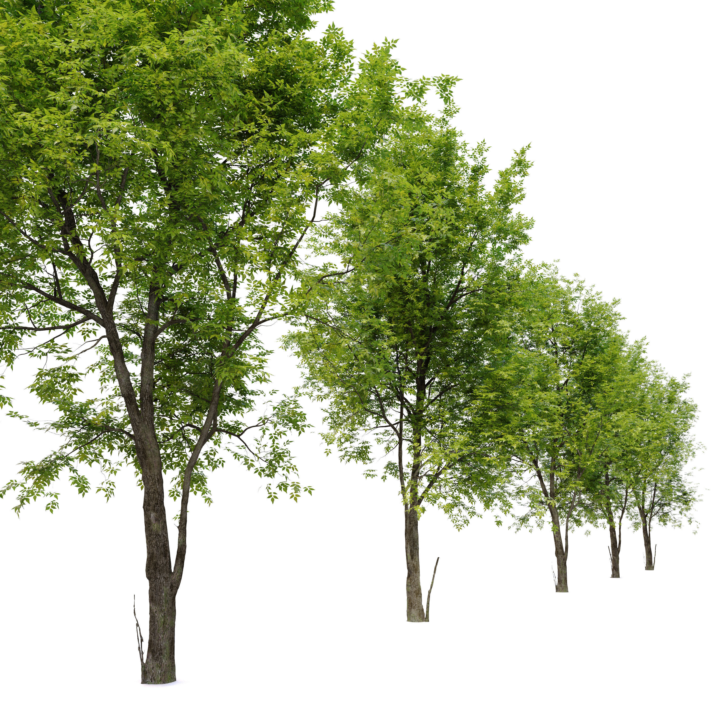 Fraxinus americana 4 3D model_1