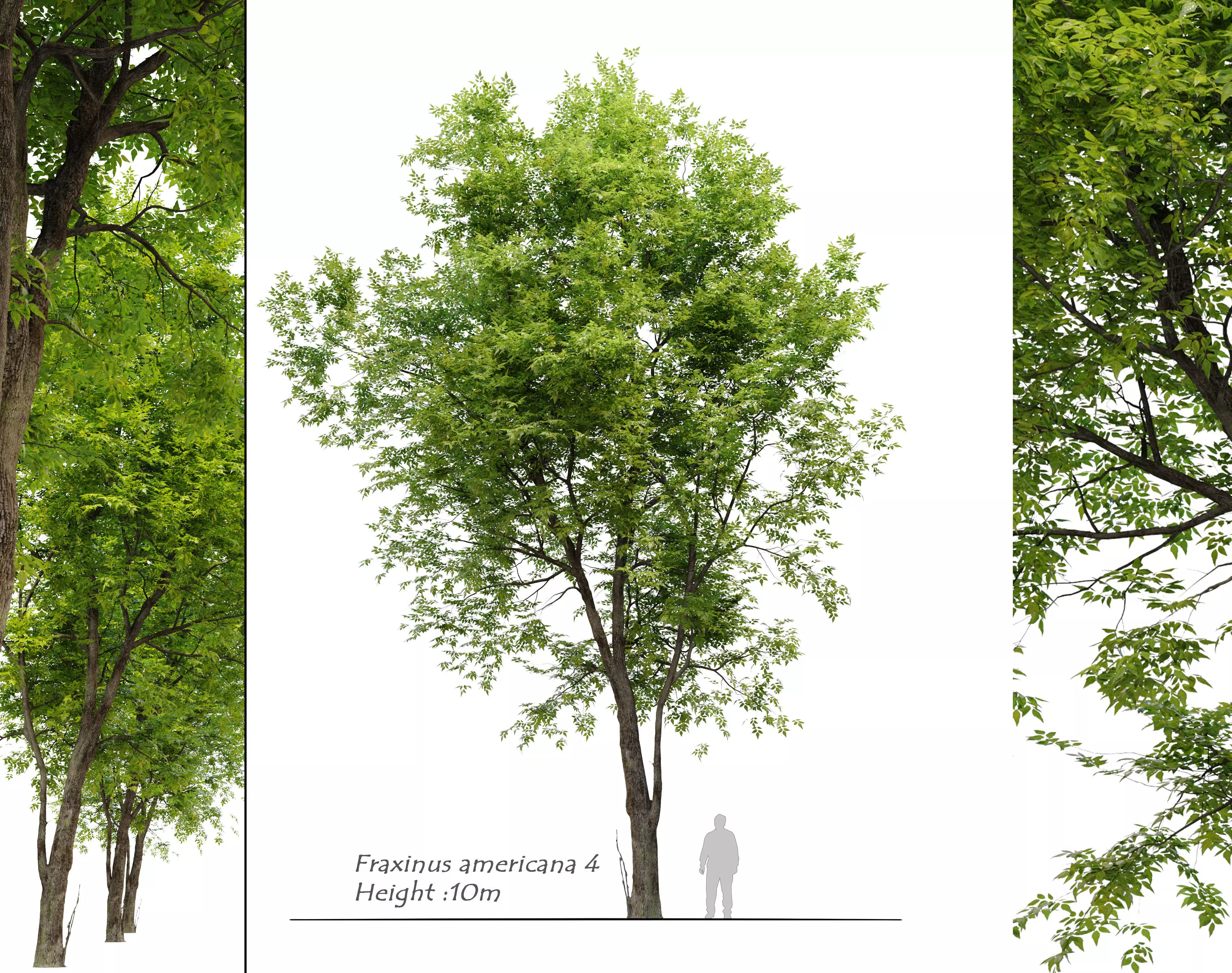 Fraxinus americana 4 3D model_0
