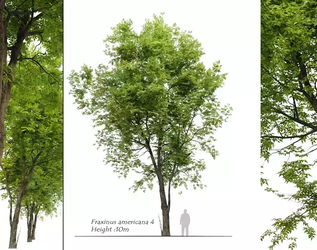 Fraxinus americana 4