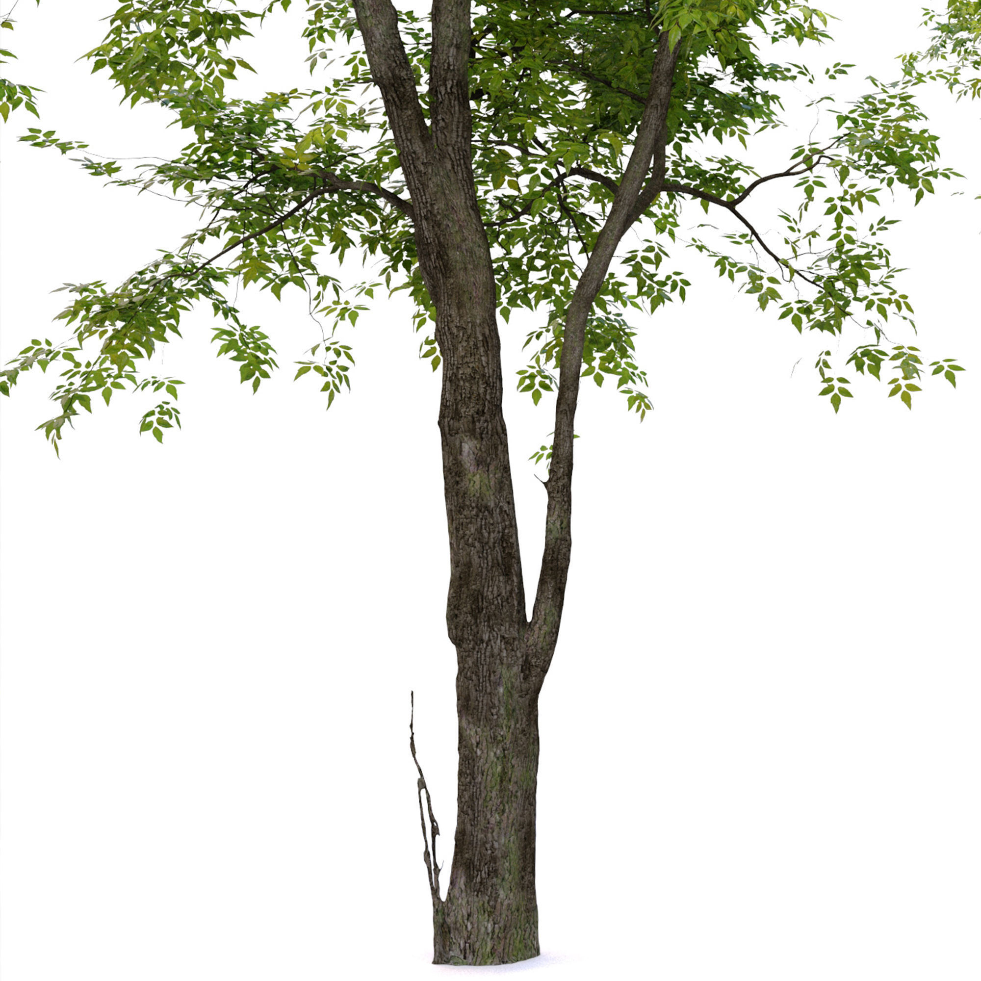 Fraxinus americana 4 3D model_5