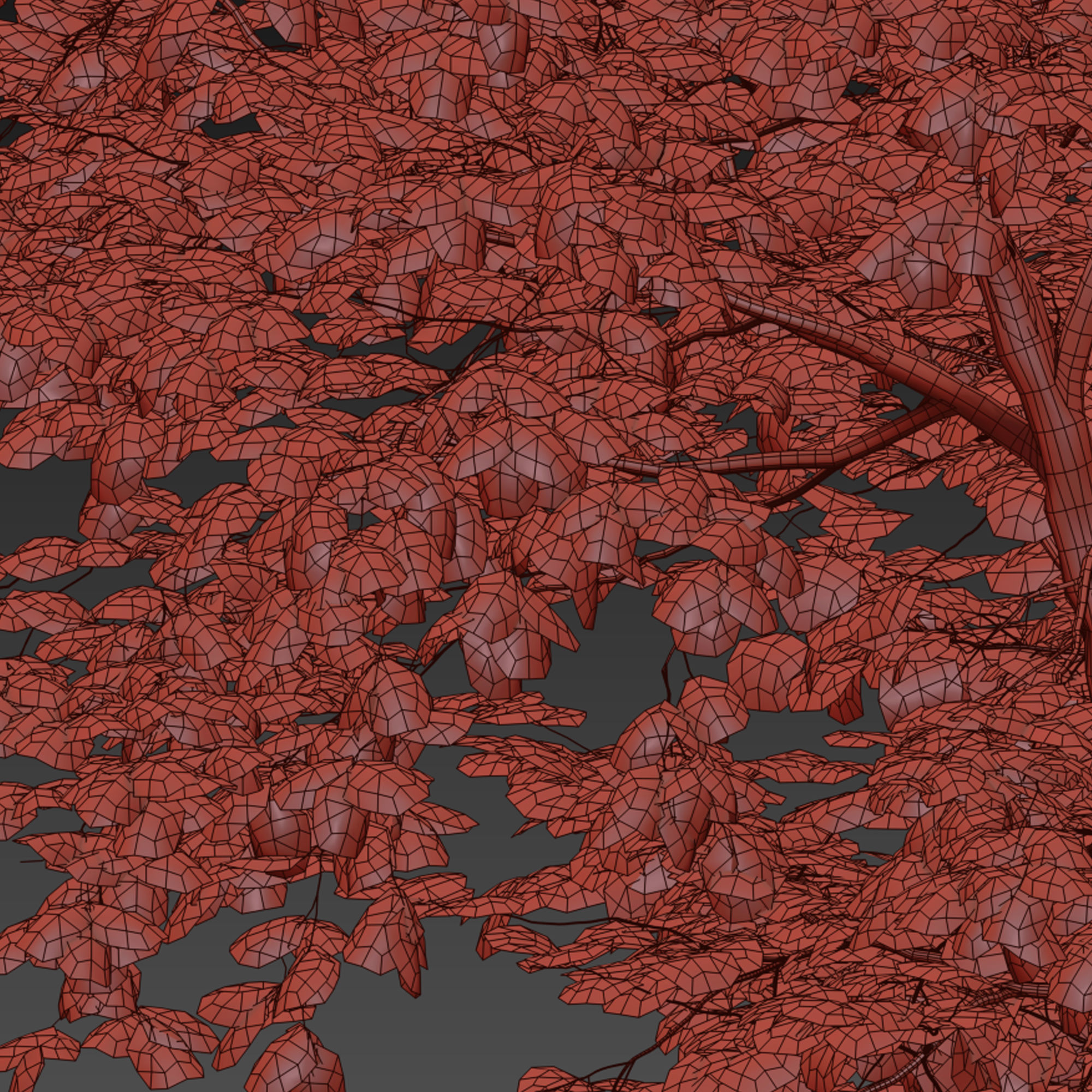 Fraxinus americana 4 3D model_6