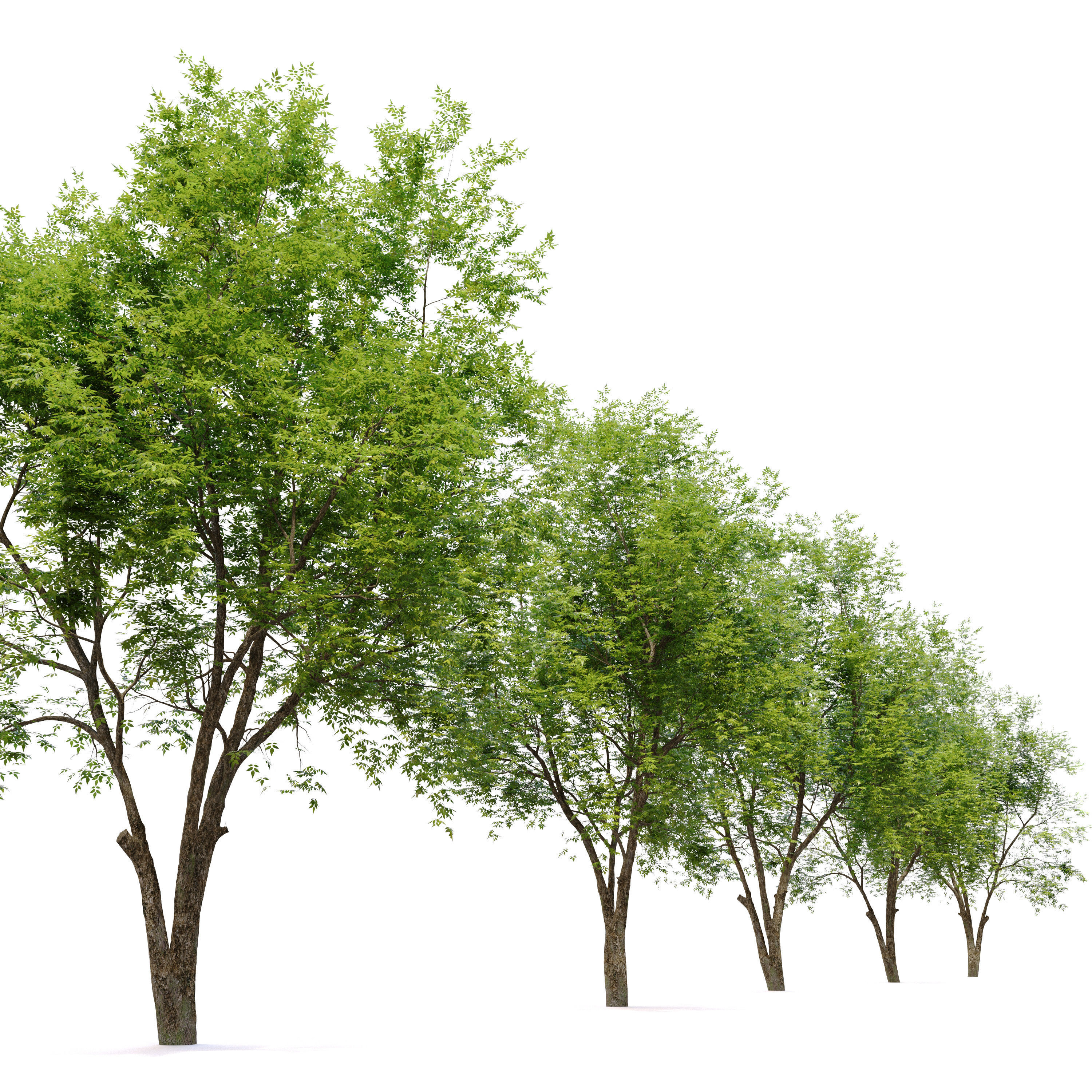 Fraxinus americana  3 3D model_1