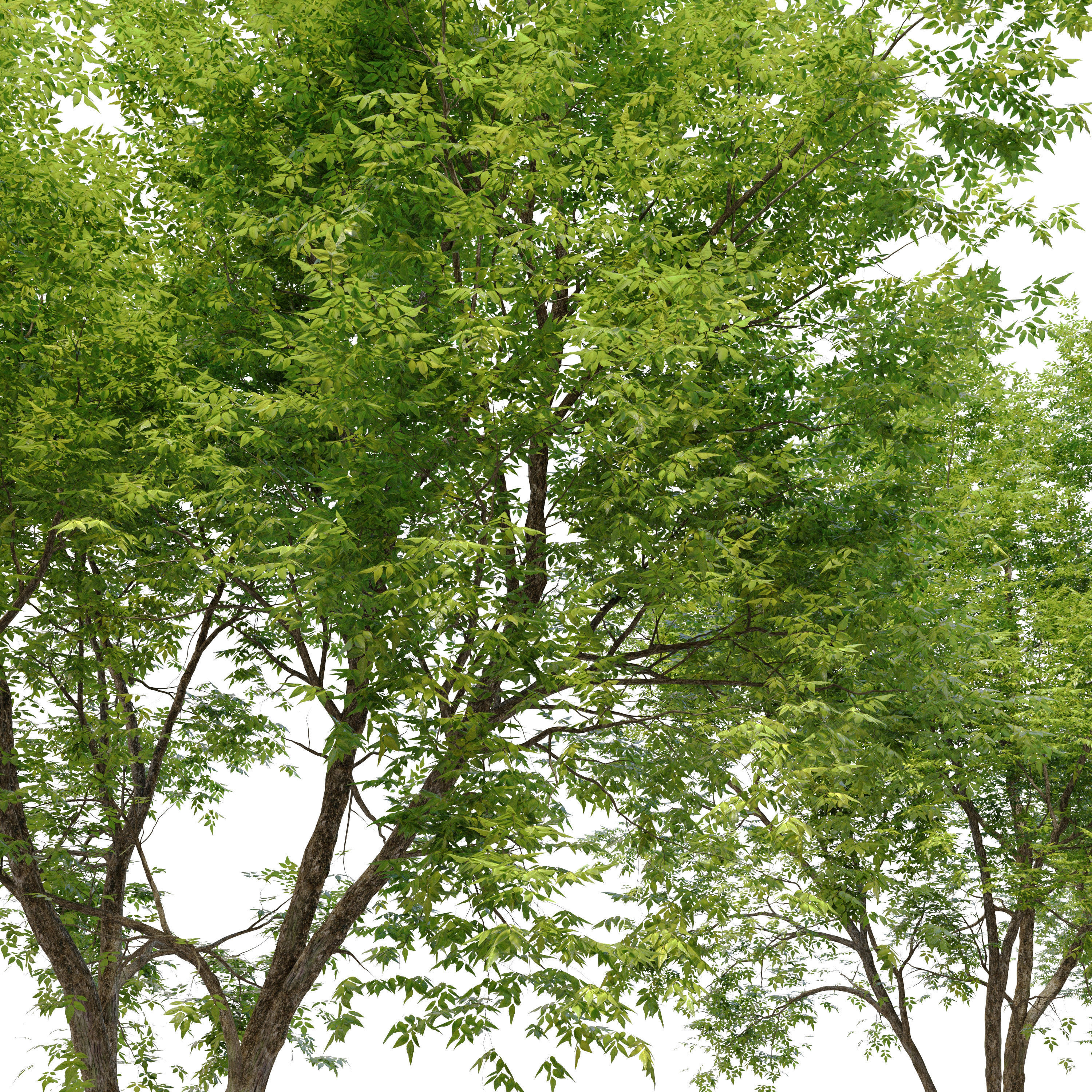 Fraxinus americana  3 3D model_2