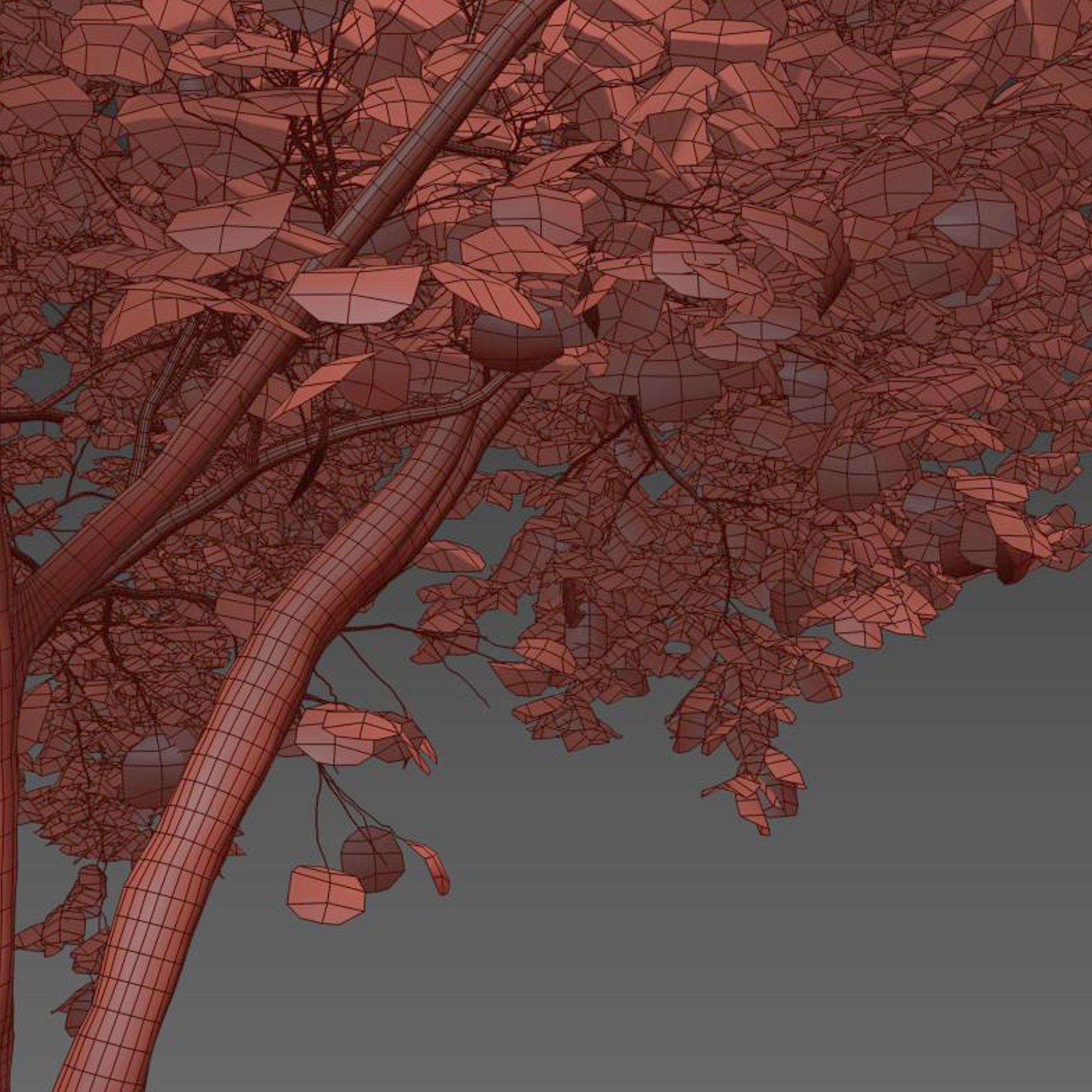 Fraxinus americana  3 3D model_6