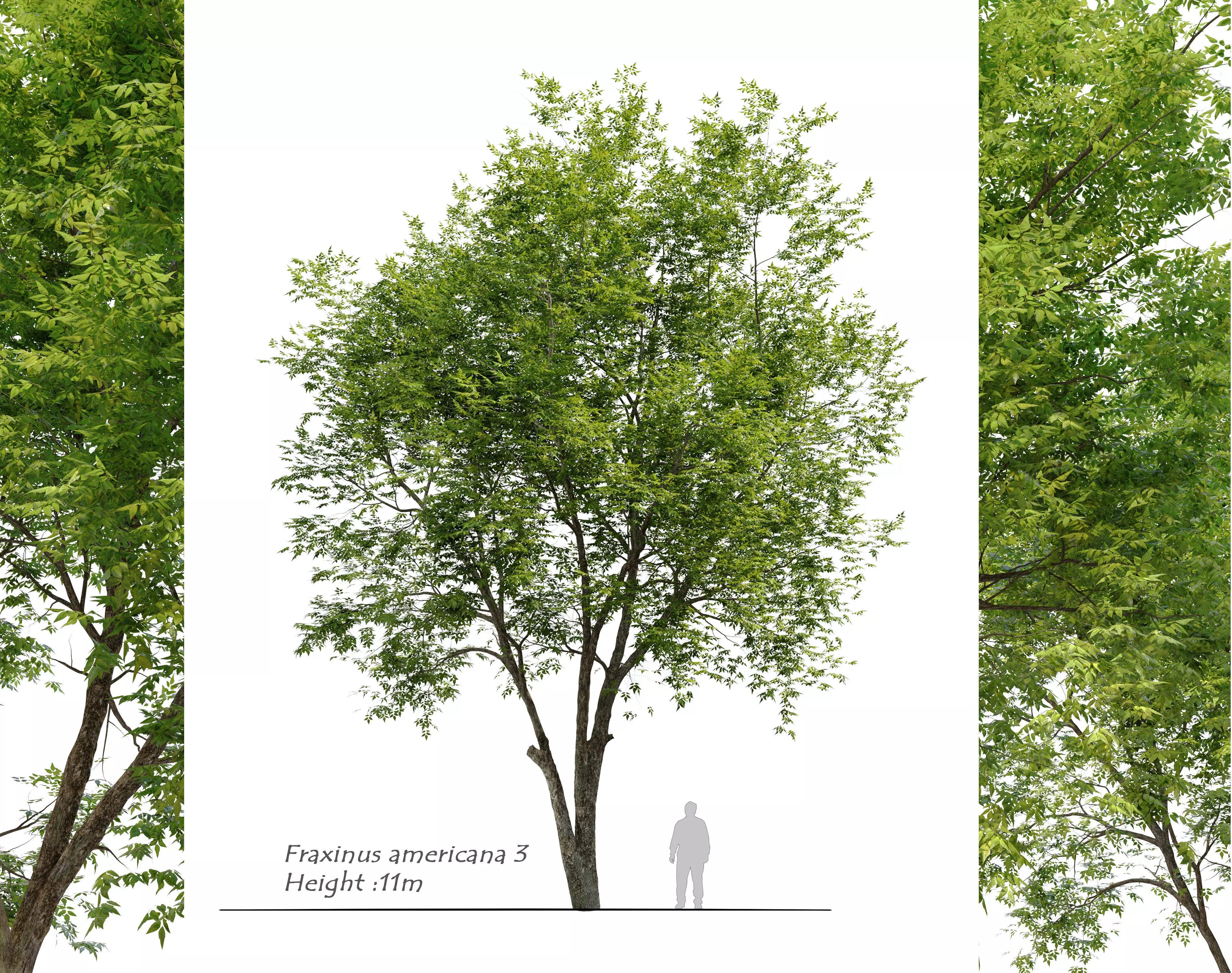 Fraxinus americana  3 3D model_0