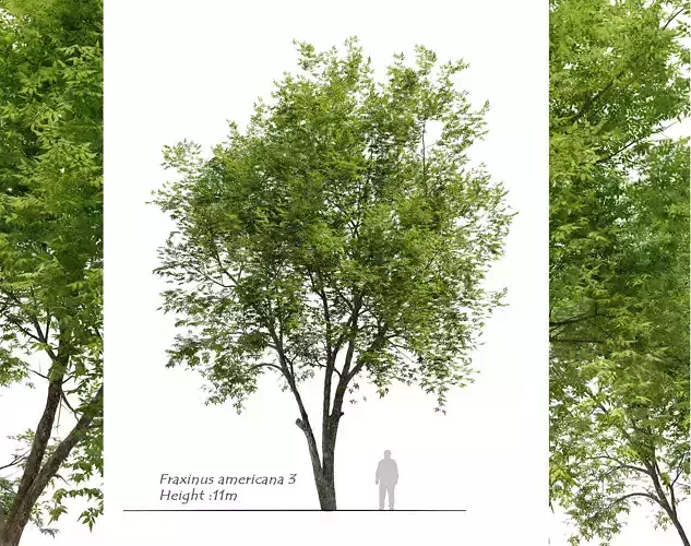 Fraxinus americana  3